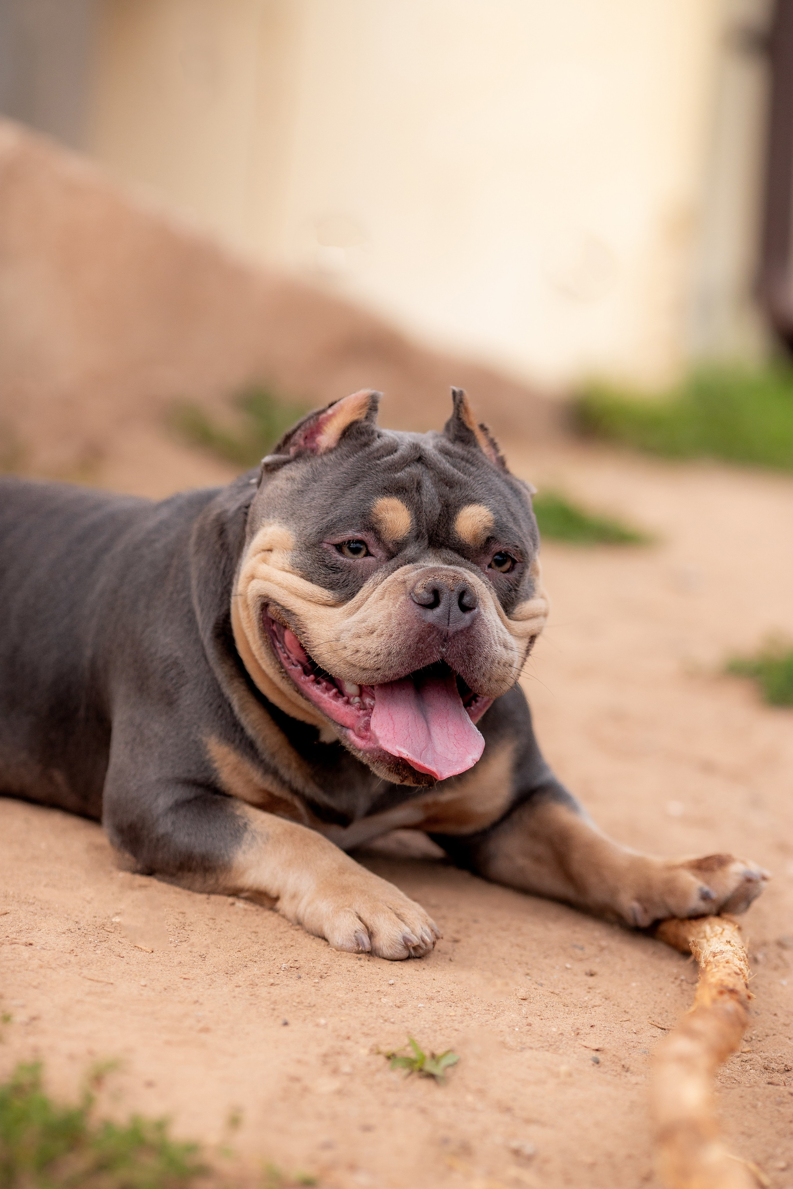 Наталья и булли. Фотограф Анималист в Перми Анастасия Остерман