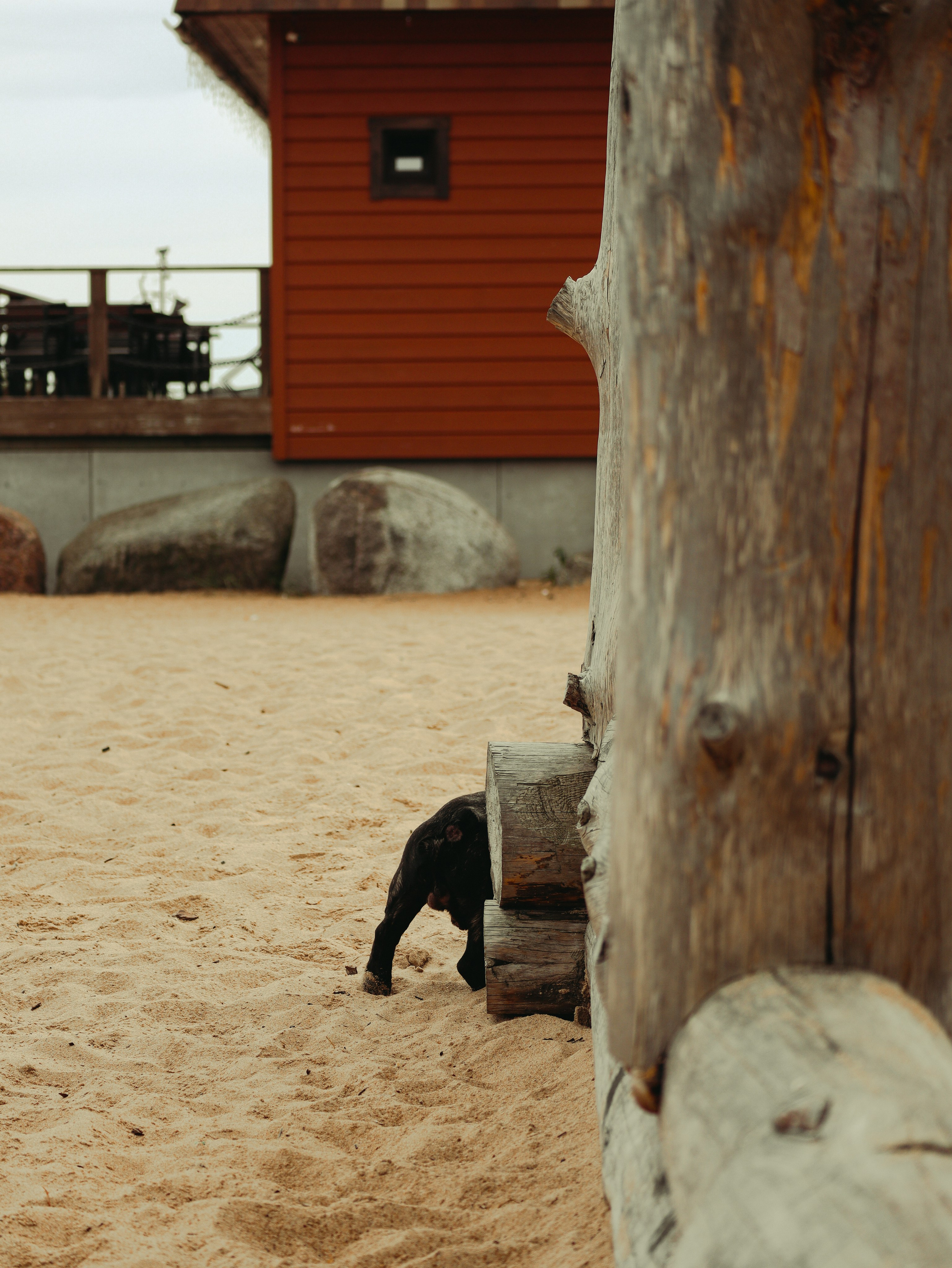 Питомцы. Кинематографичный фотограф, видеограф Лина Плешакова, Санкт-Петербург