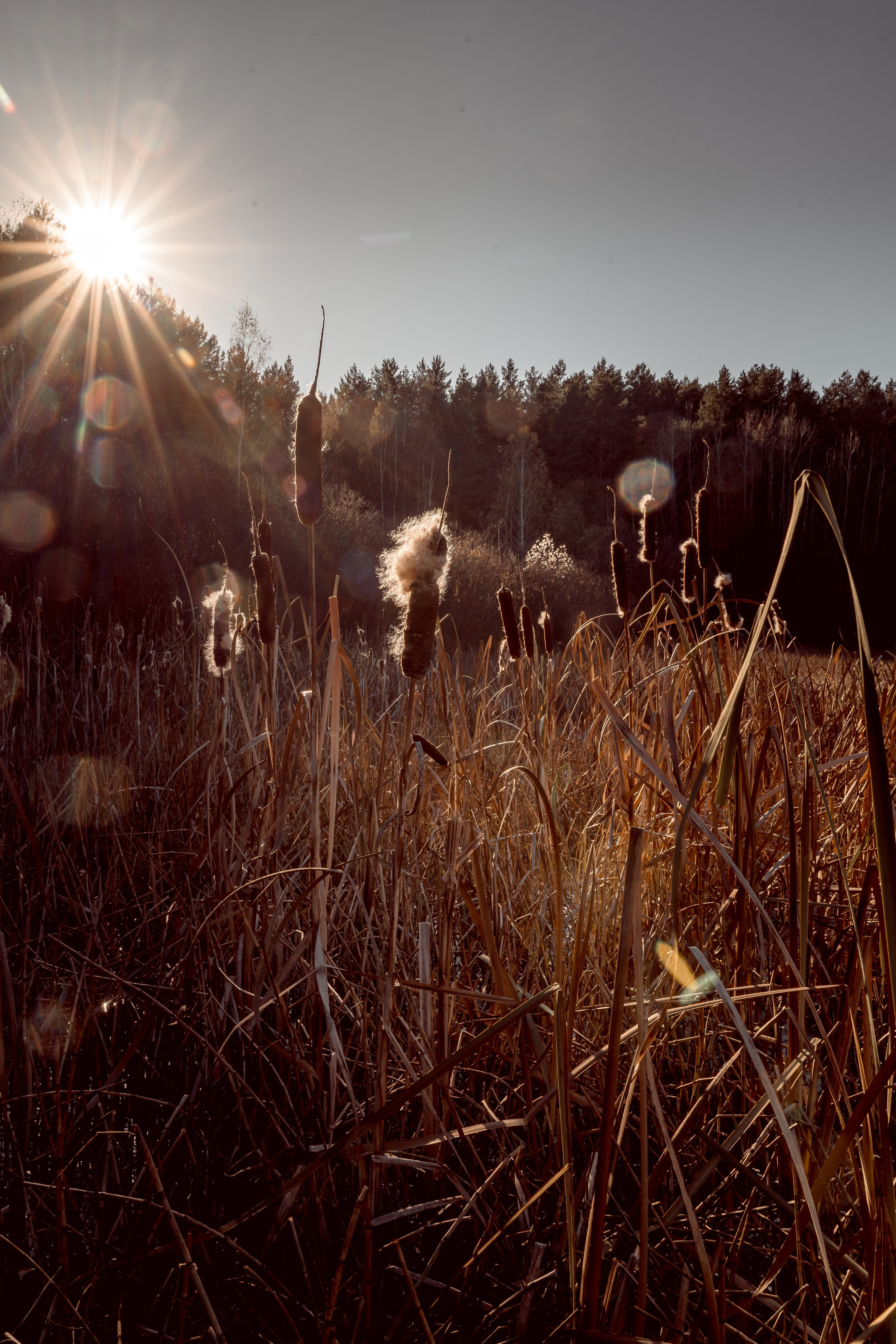 Пища для глаз. Ваш фотограф Северск | Томск