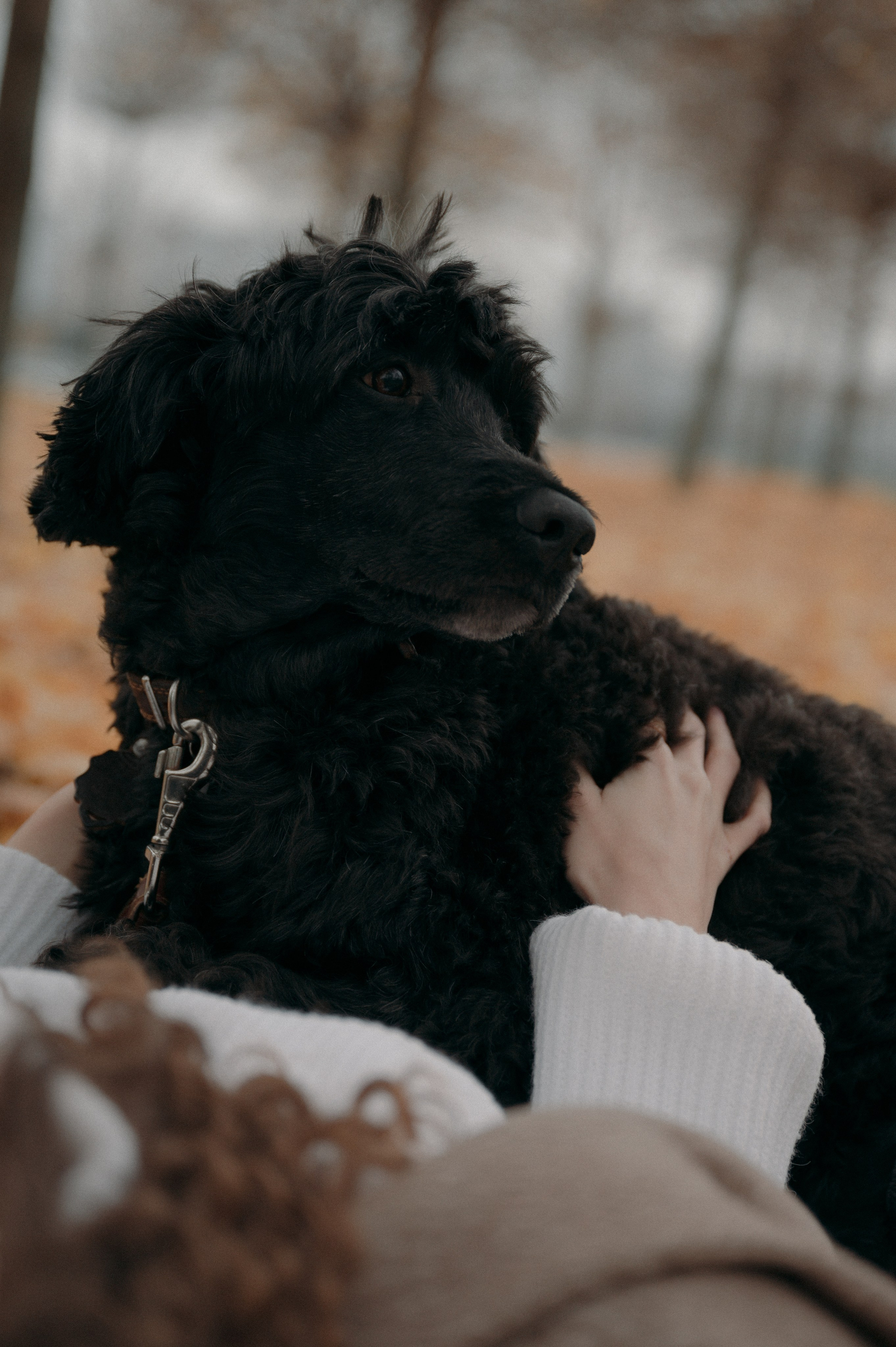 Английское настроение. Семейный, свадебный и репортажный фотограф в Москве Анастасия Светлова