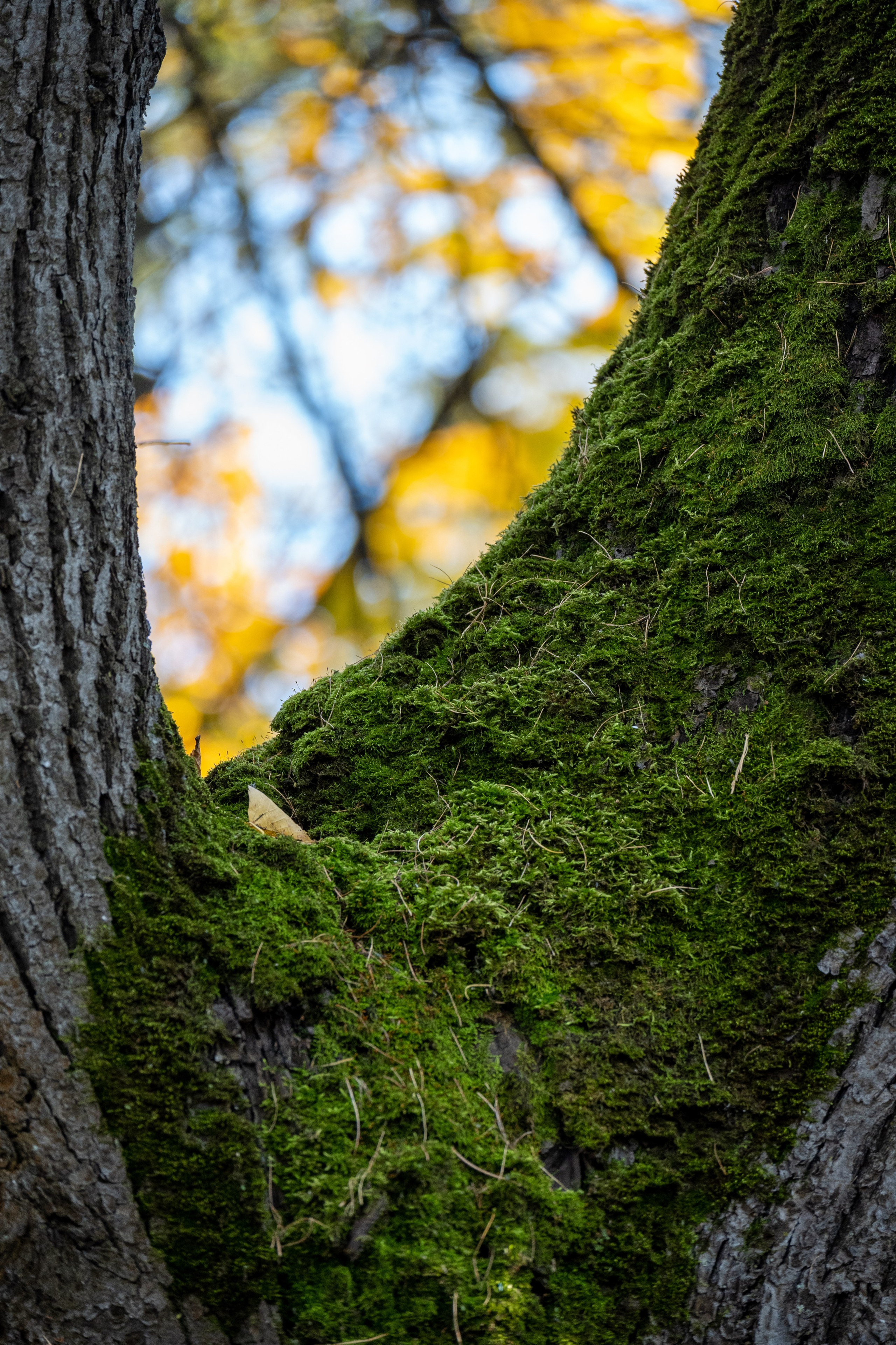 20241012 Измайлово. Дмитрий Ремизов. Фотография, как хобби