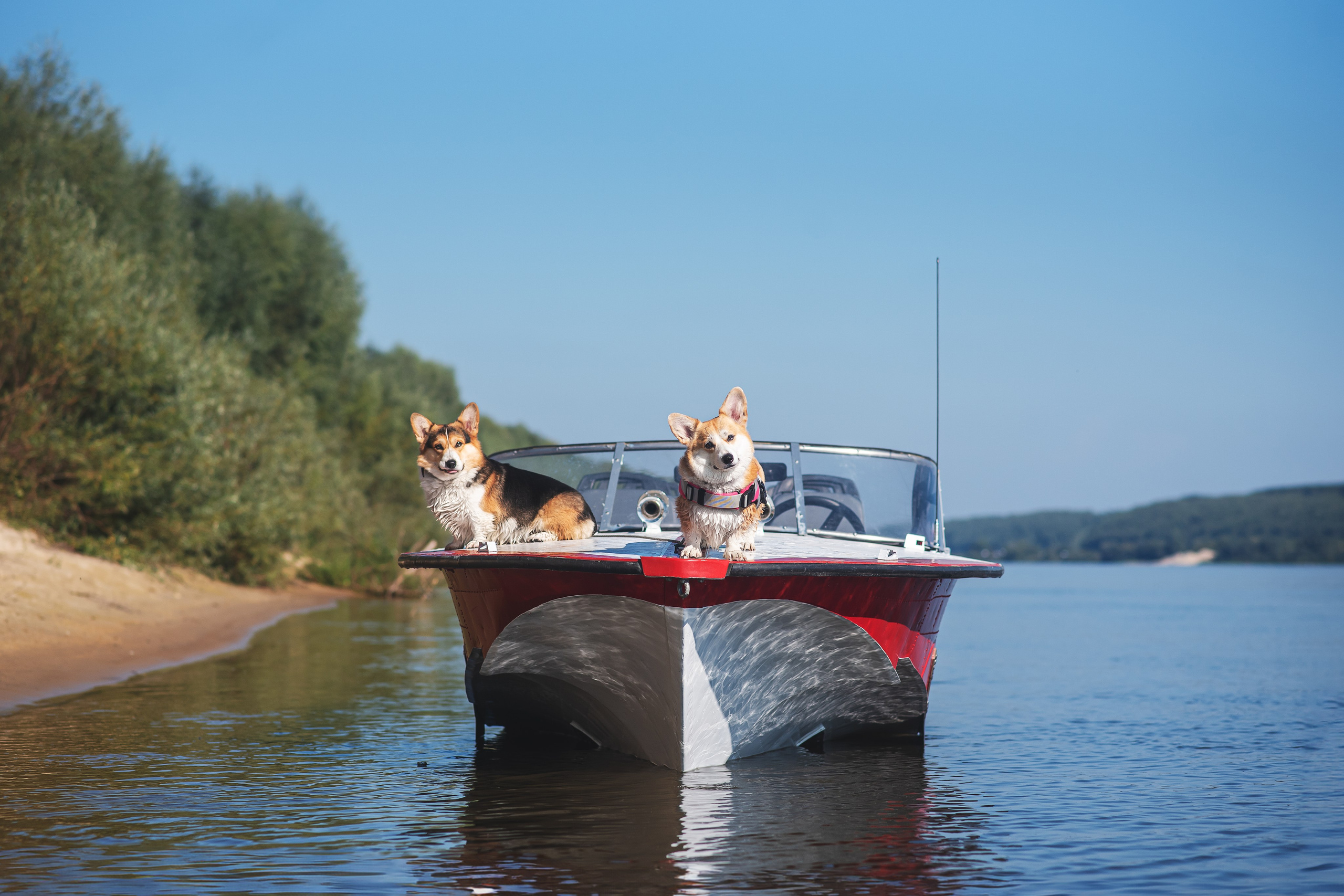 Майк и Лея — 29.08.2024. Фотограф — Анималист | Анна Абрамова
