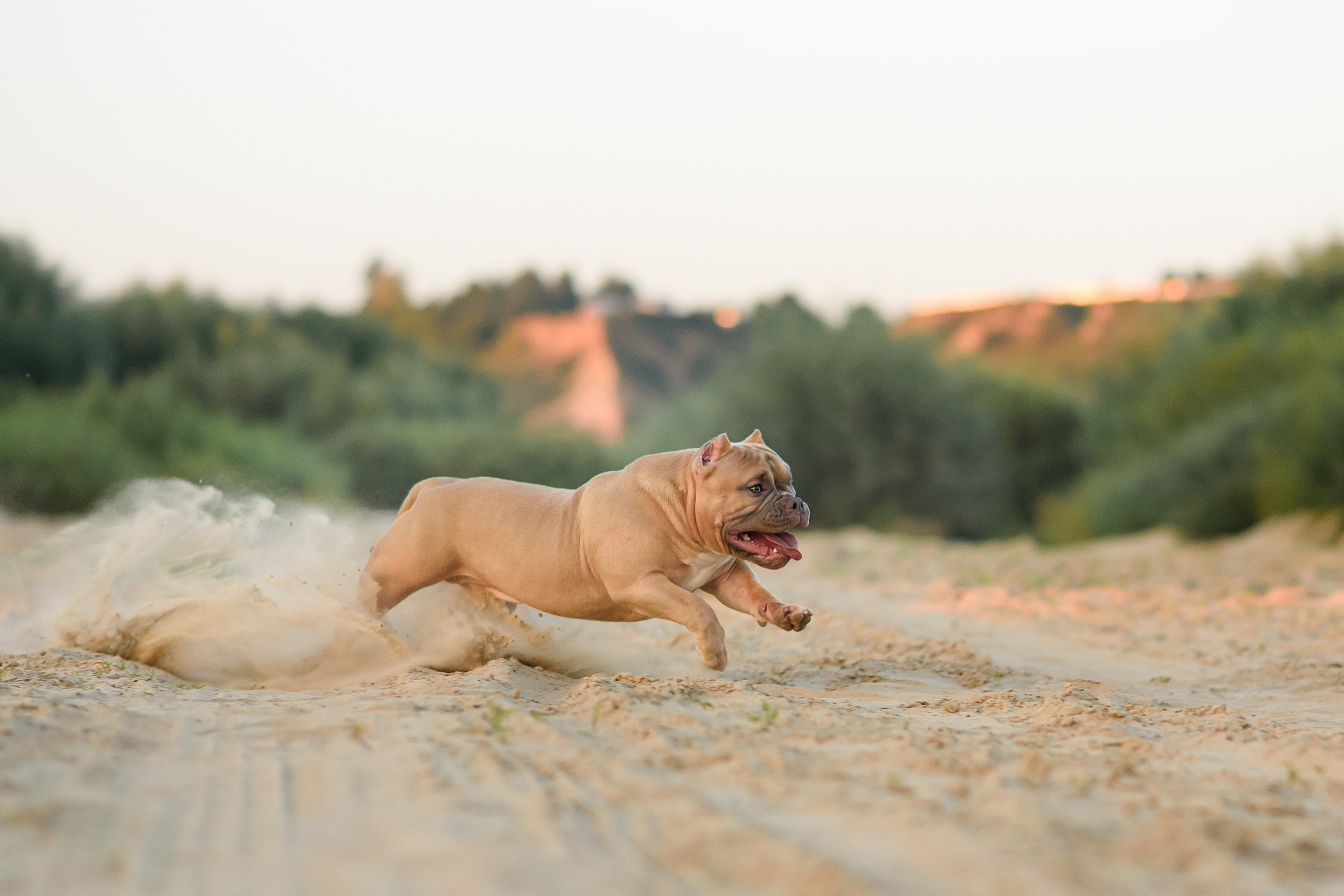 Аляска — Амбулли — 23.08.2024. Фотограф — Анималист | Анна Абрамова