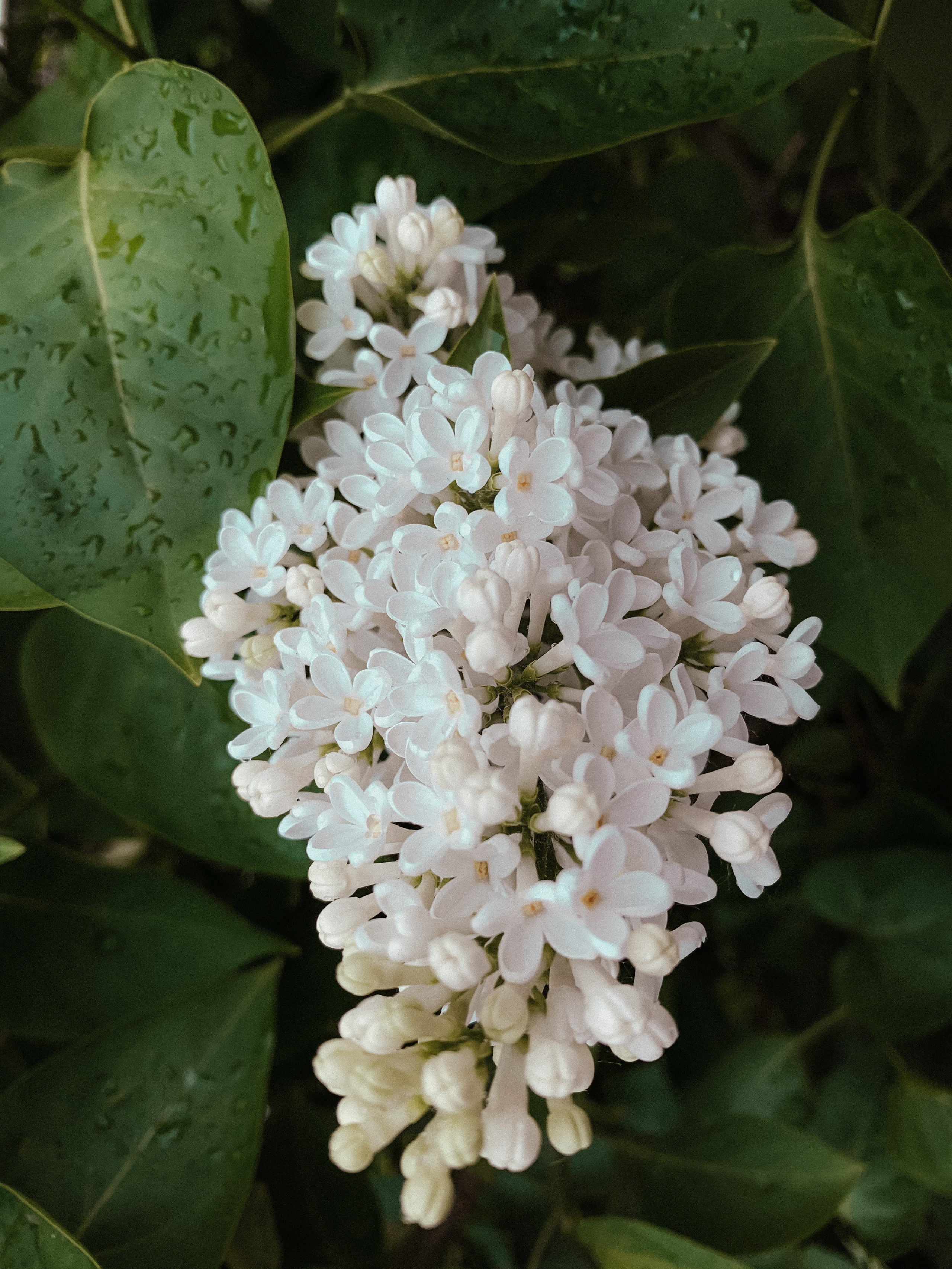 Сиреневый сад. Семейный фотограф в Москве и МО Варвара Шаранова