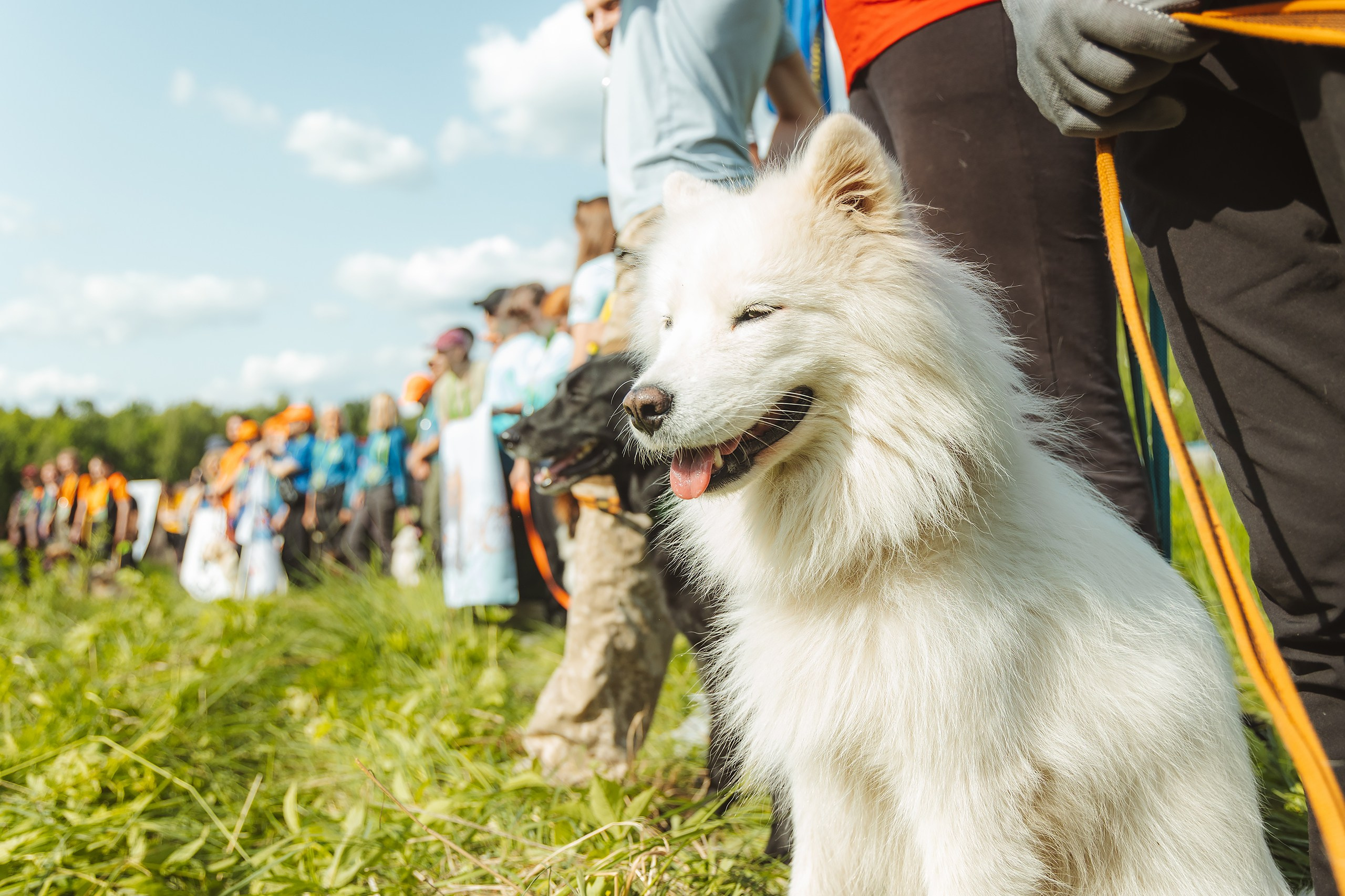 VI открытые волонтёрские соревнования среди поисковых кинологических расчётов. Фотограф Ирина Астор