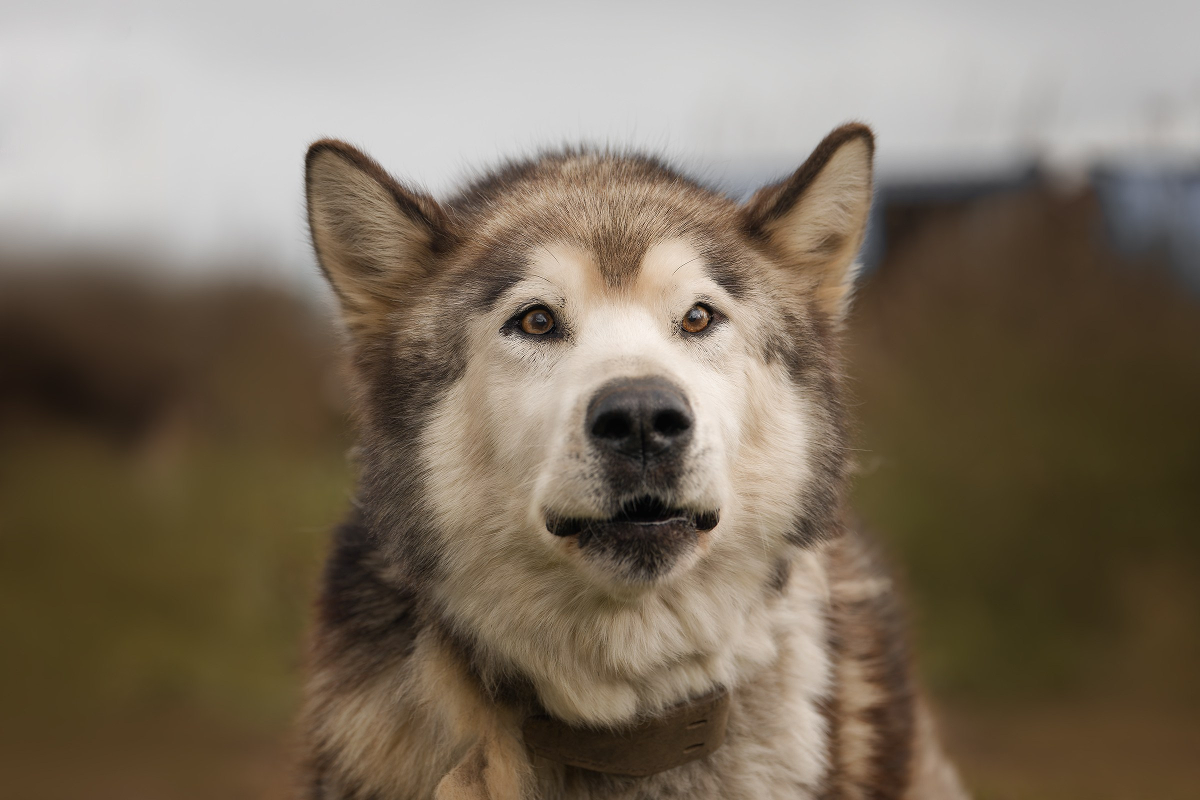 Собаки приюта «Дом северной собаки». Irenephoto.ru