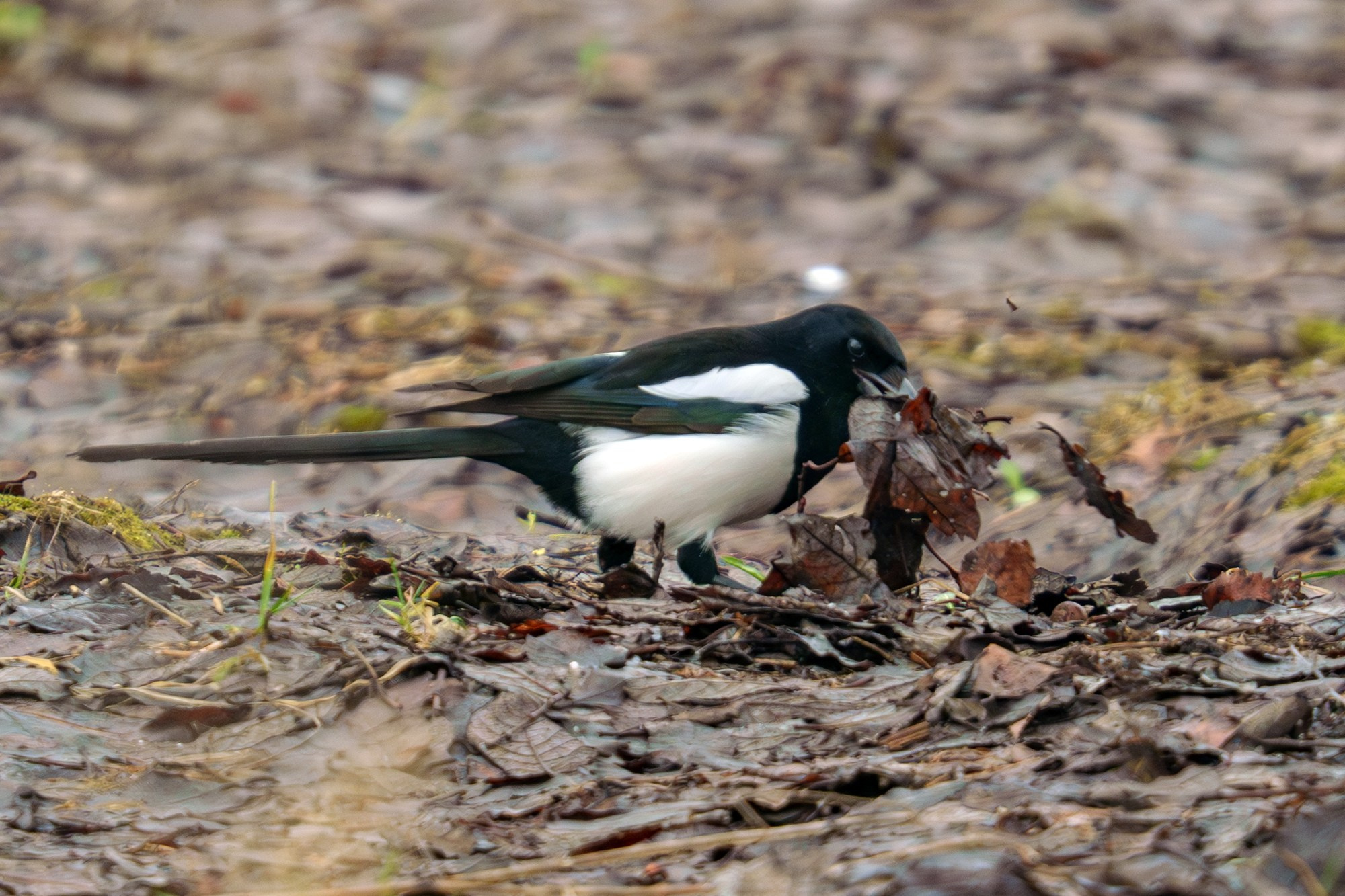 Удивительные мир птиц. Вокруг нас столько прекрасного — присмотритесь!. Ваш личный фотограф Марина Волкова