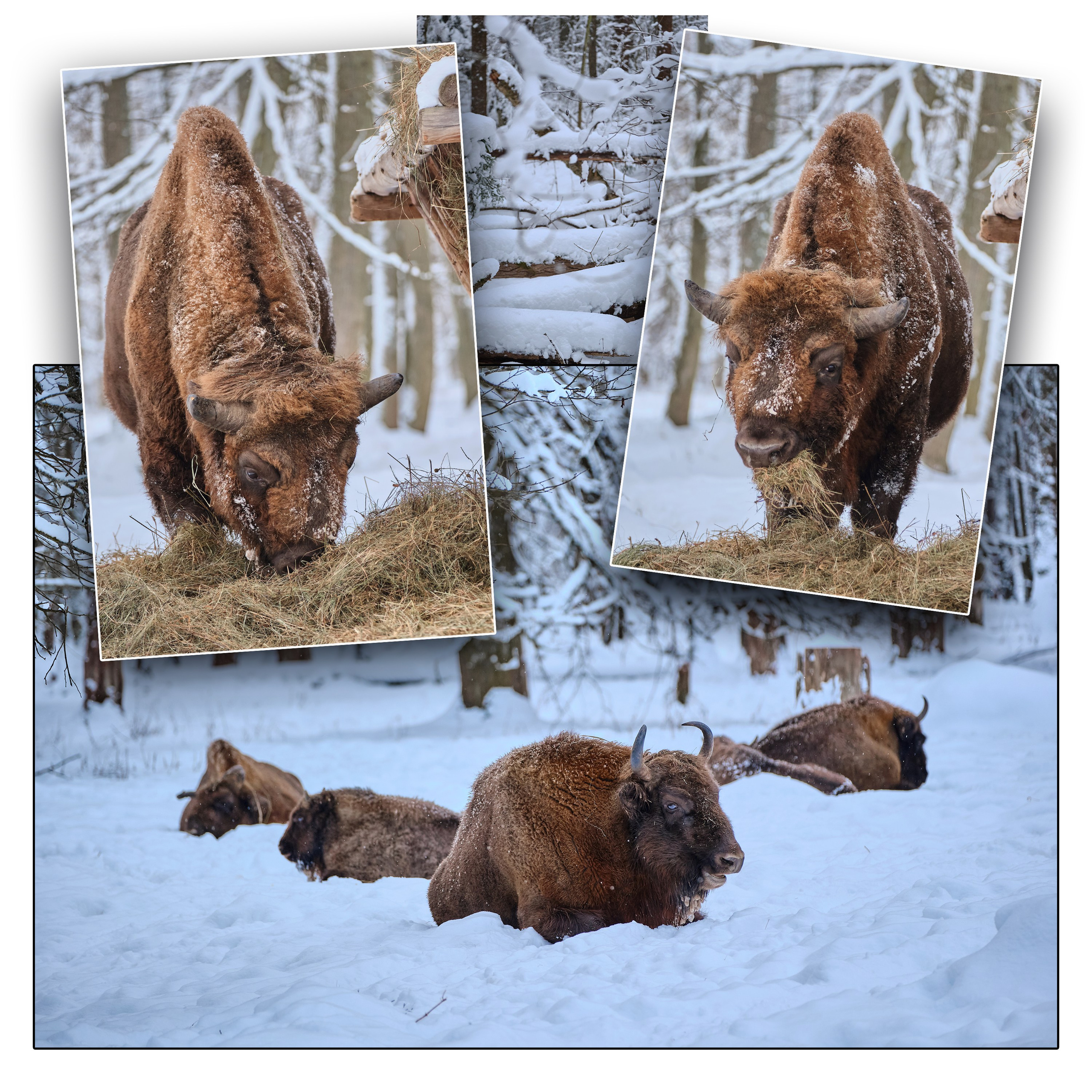 Приокско-Террасный заповедник. Репортажная фото и видеосъемка в Москве под ключ