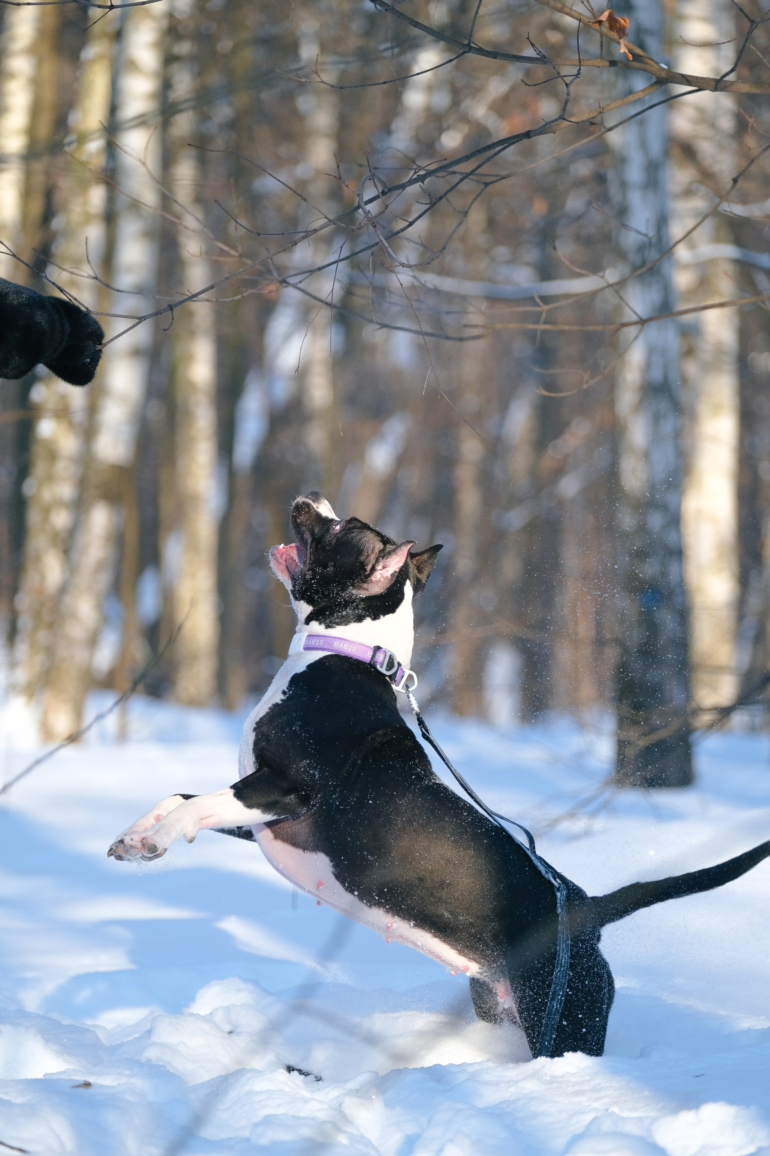 Баста и Эйгон. Фотограф и видеограф анималист Аганина Дарья