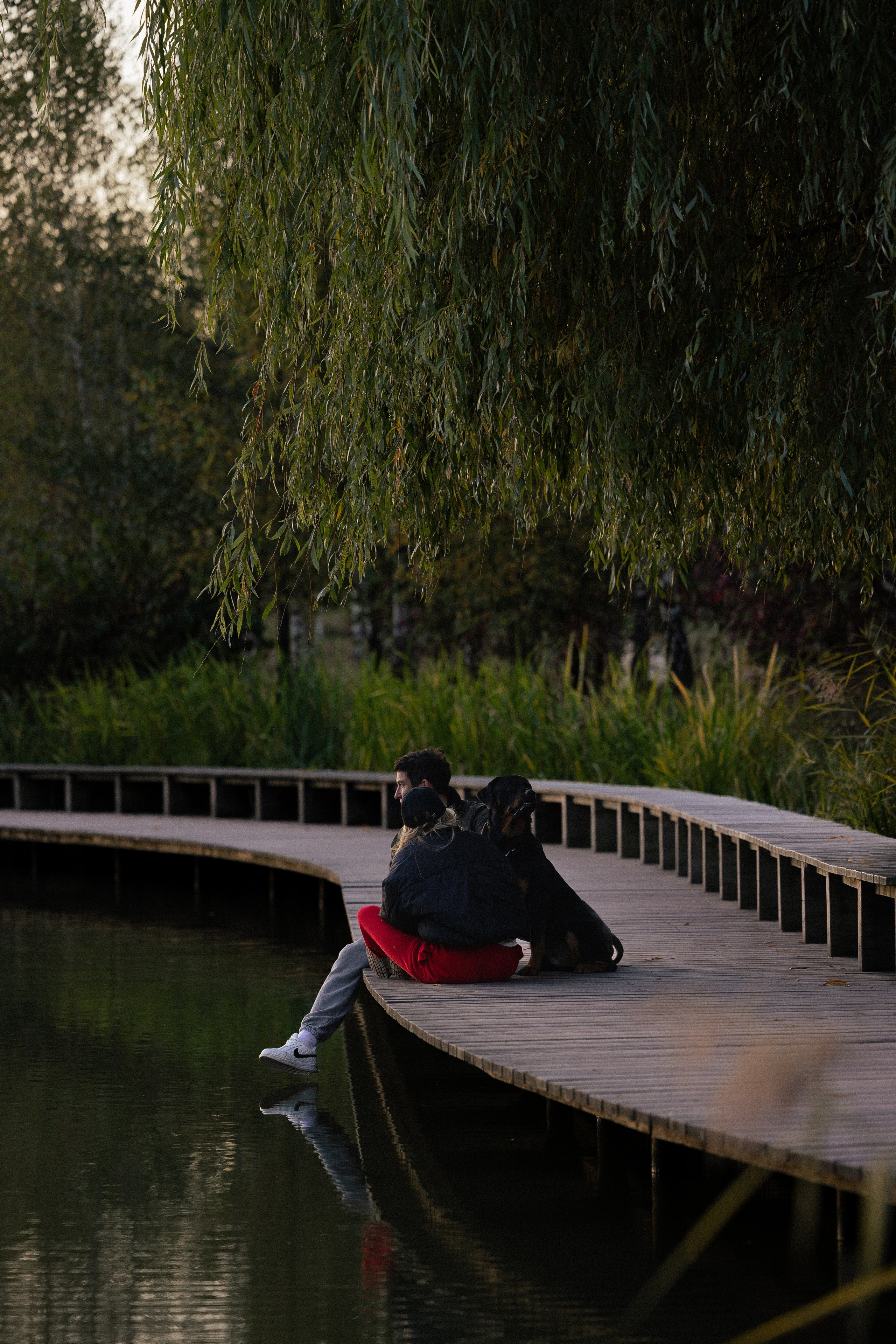 Катя, Леша, Лея и Трой. Фотограф и видеограф анималист Аганина Дарья
