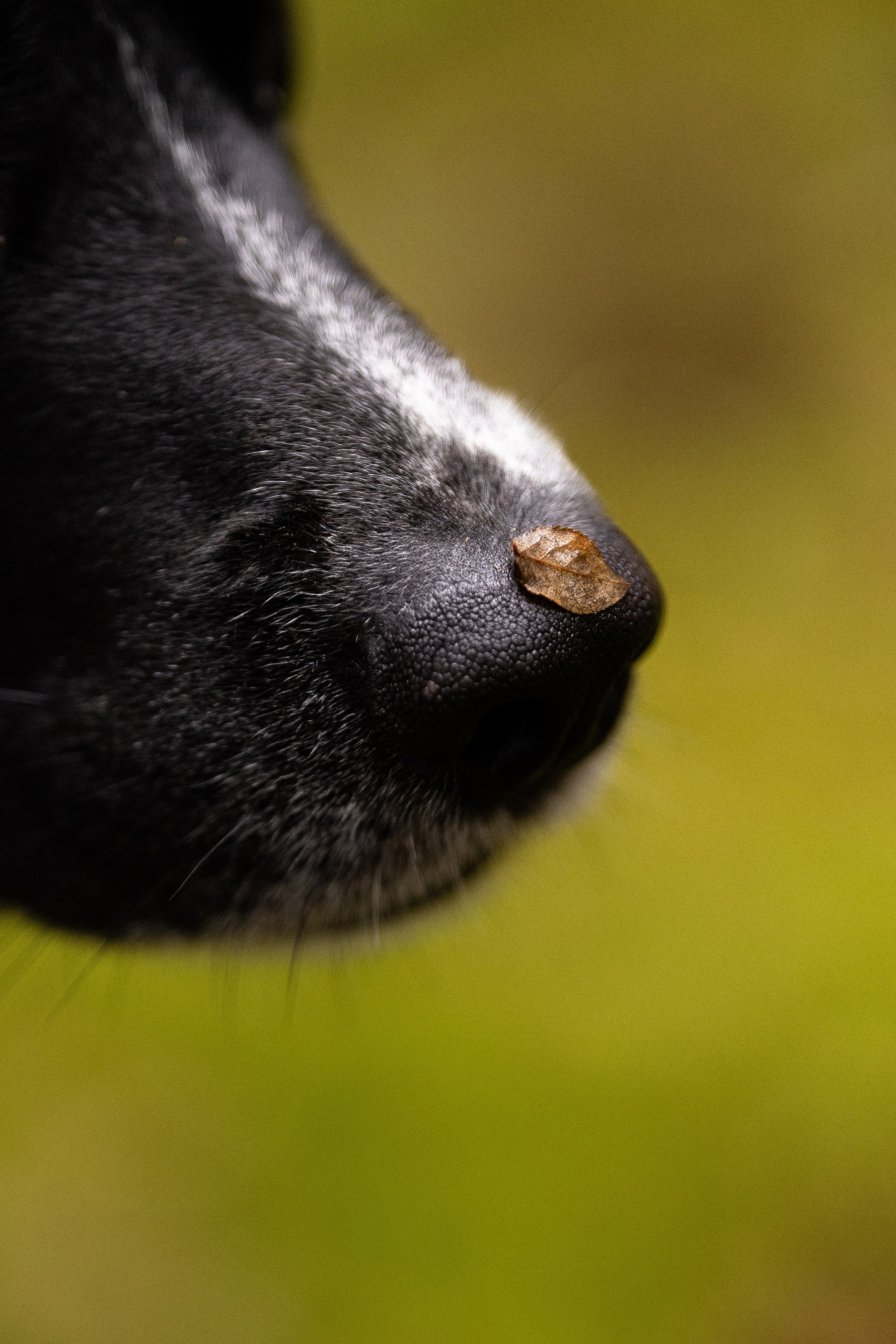 Karelia. Фотограф и видеограф анималист Аганина Дарья