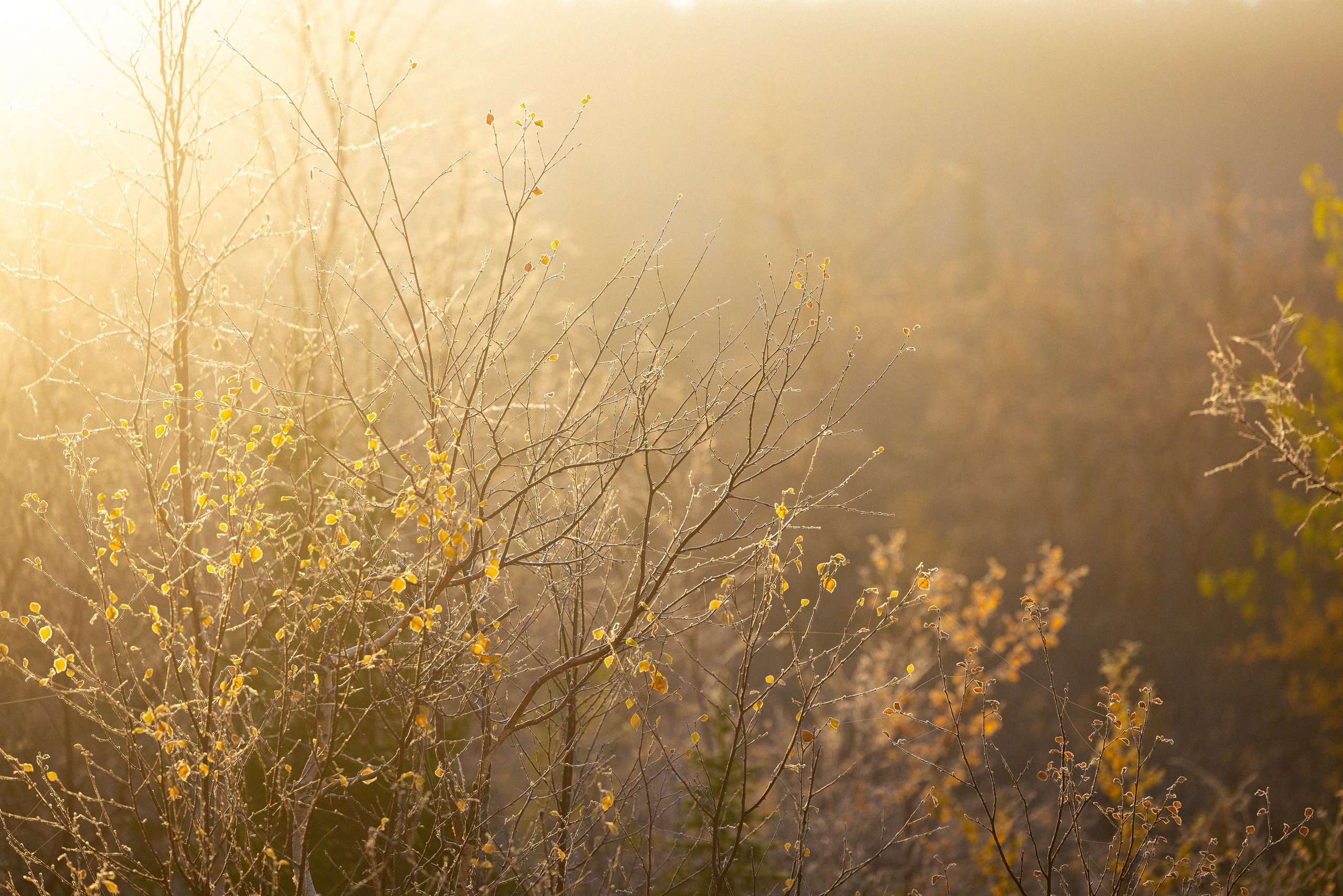 Кольский. Фотограф и видеограф анималист Аганина Дарья