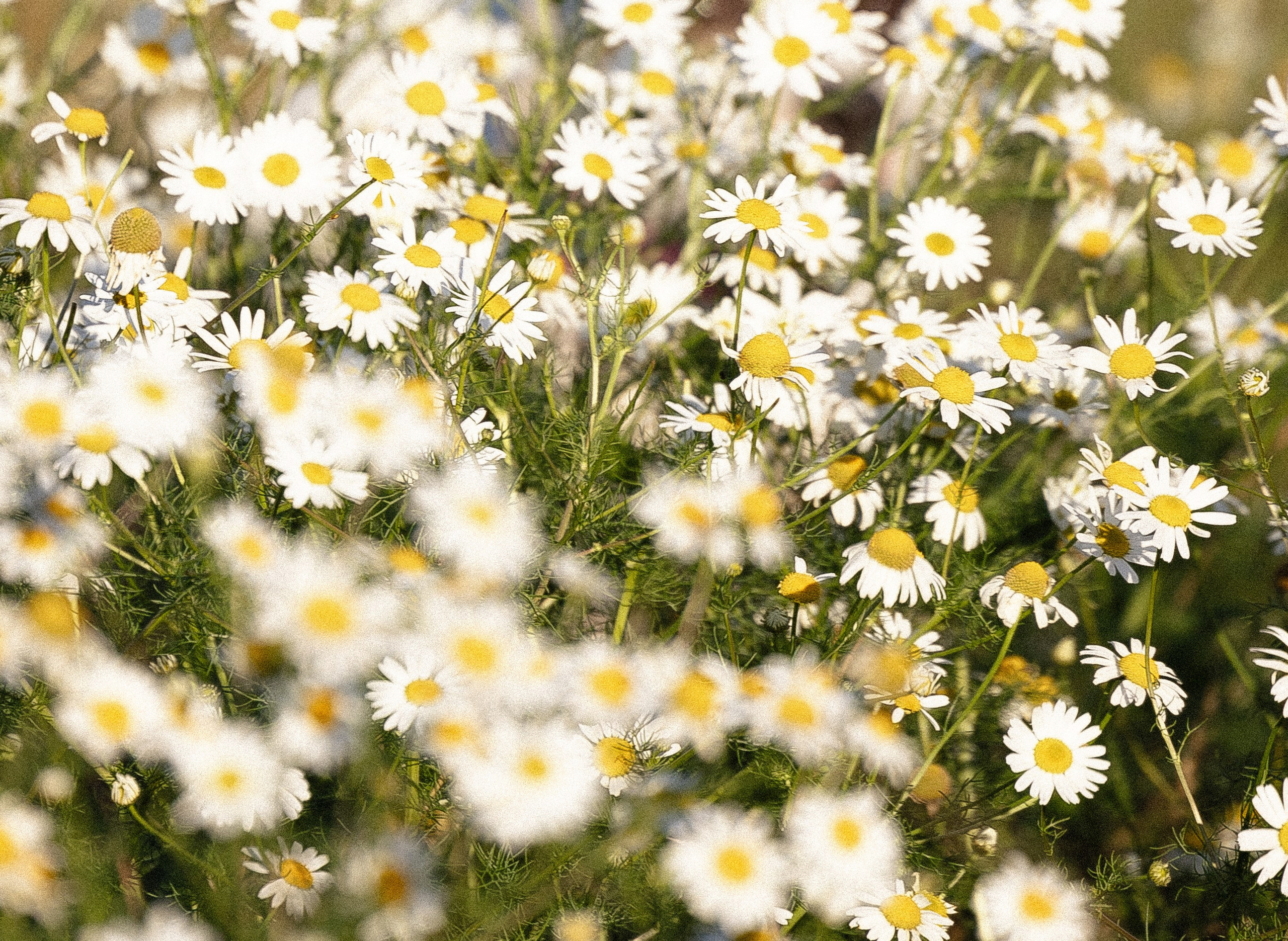 Женя, Афра и Молли. Фотограф и видеограф анималист Аганина Дарья
