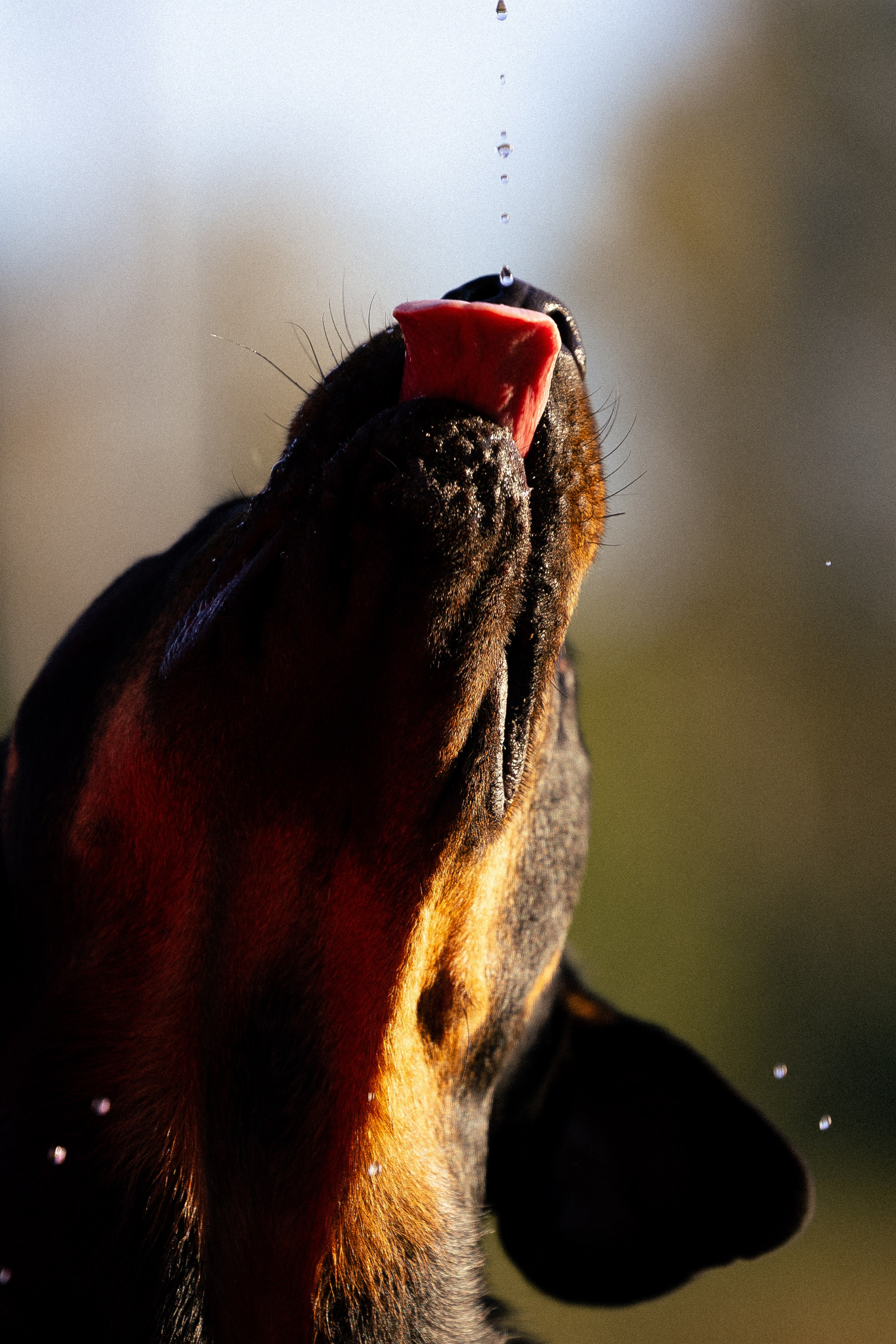 Катя, Леша, Лея и Трой. Фотограф и видеограф анималист Аганина Дарья