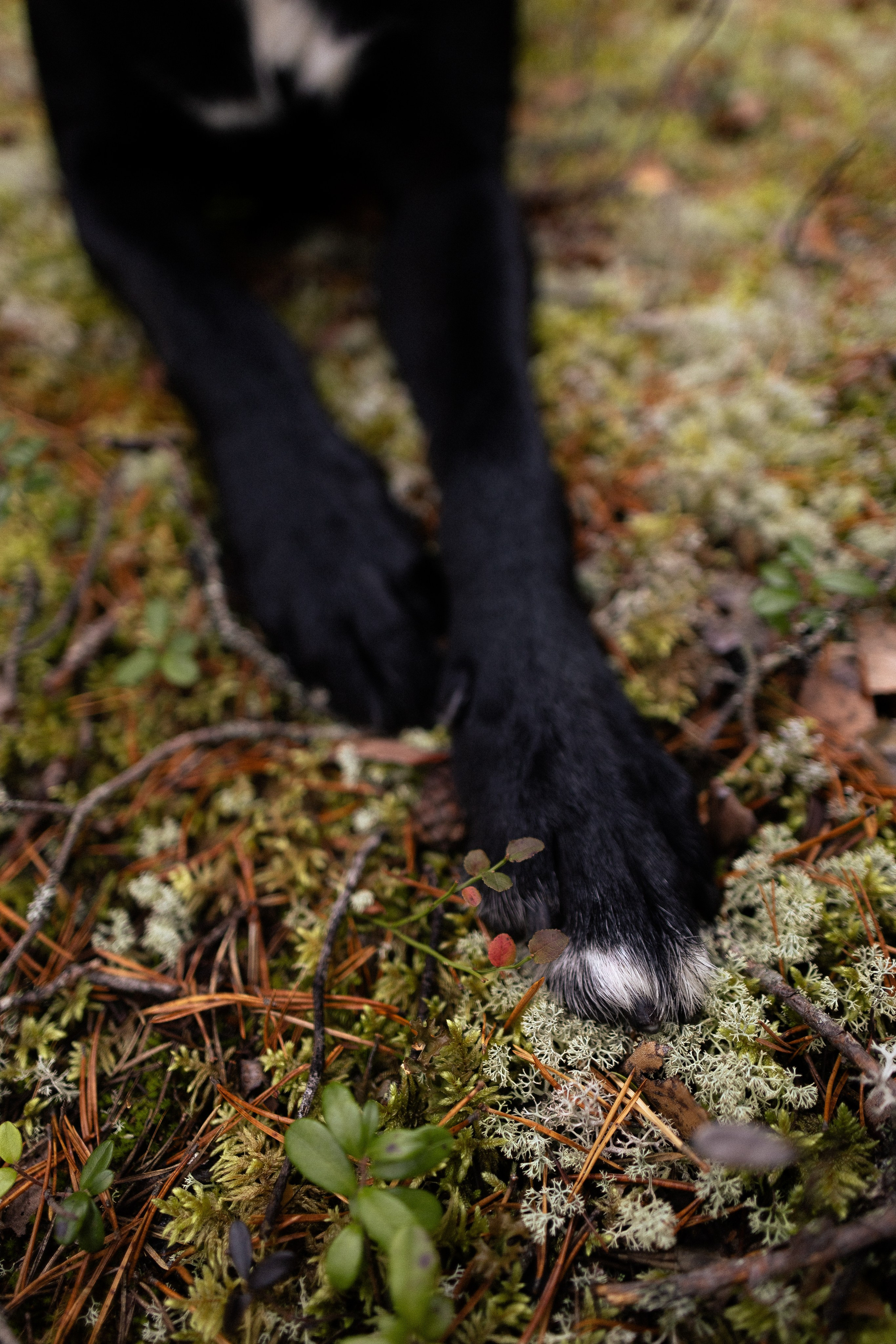 Karelia. Фотограф и видеограф анималист Аганина Дарья