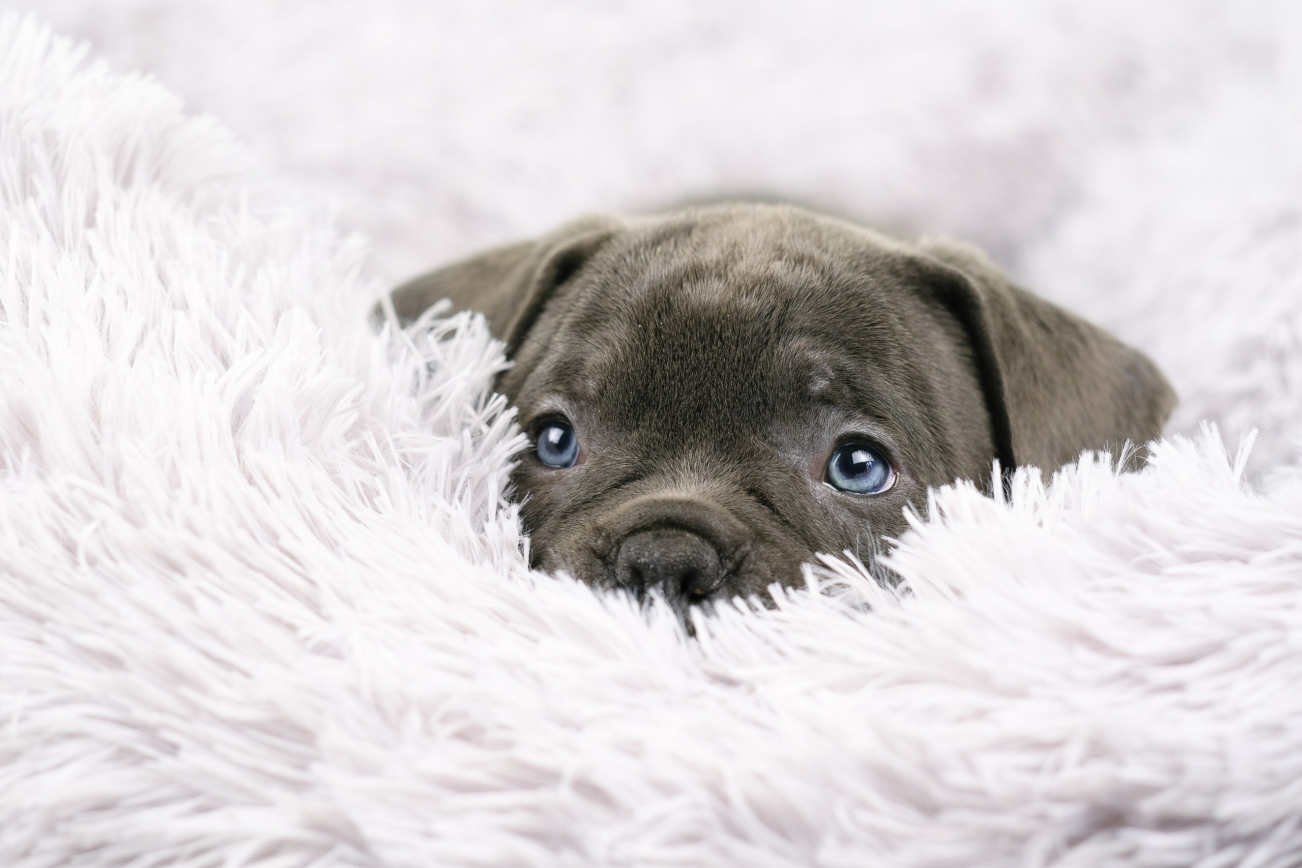 Американский Булли. Фотограф и видеограф анималист Аганина Дарья