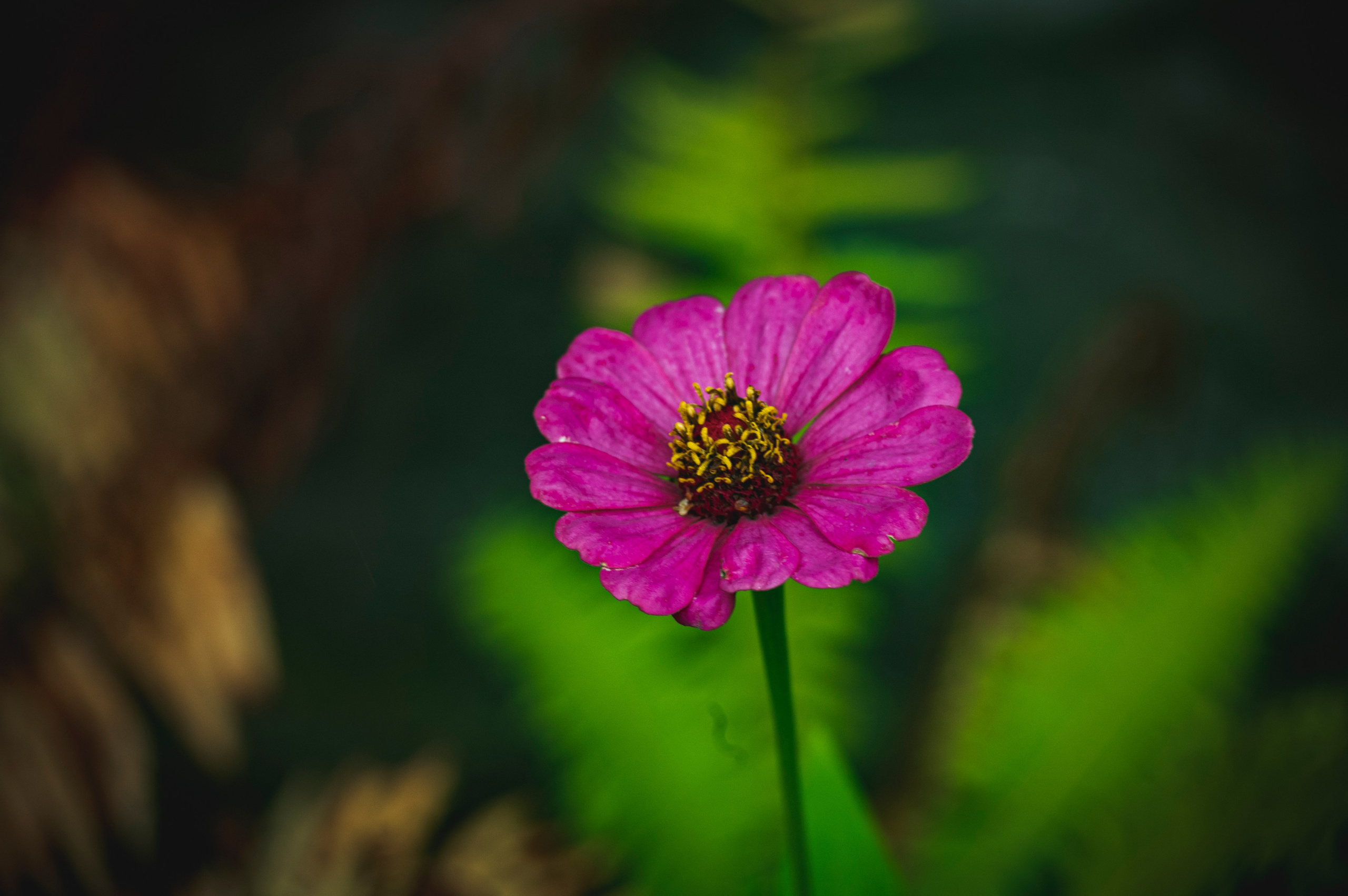 Фотопрогулка ДР. Фотограф Роман Адлер