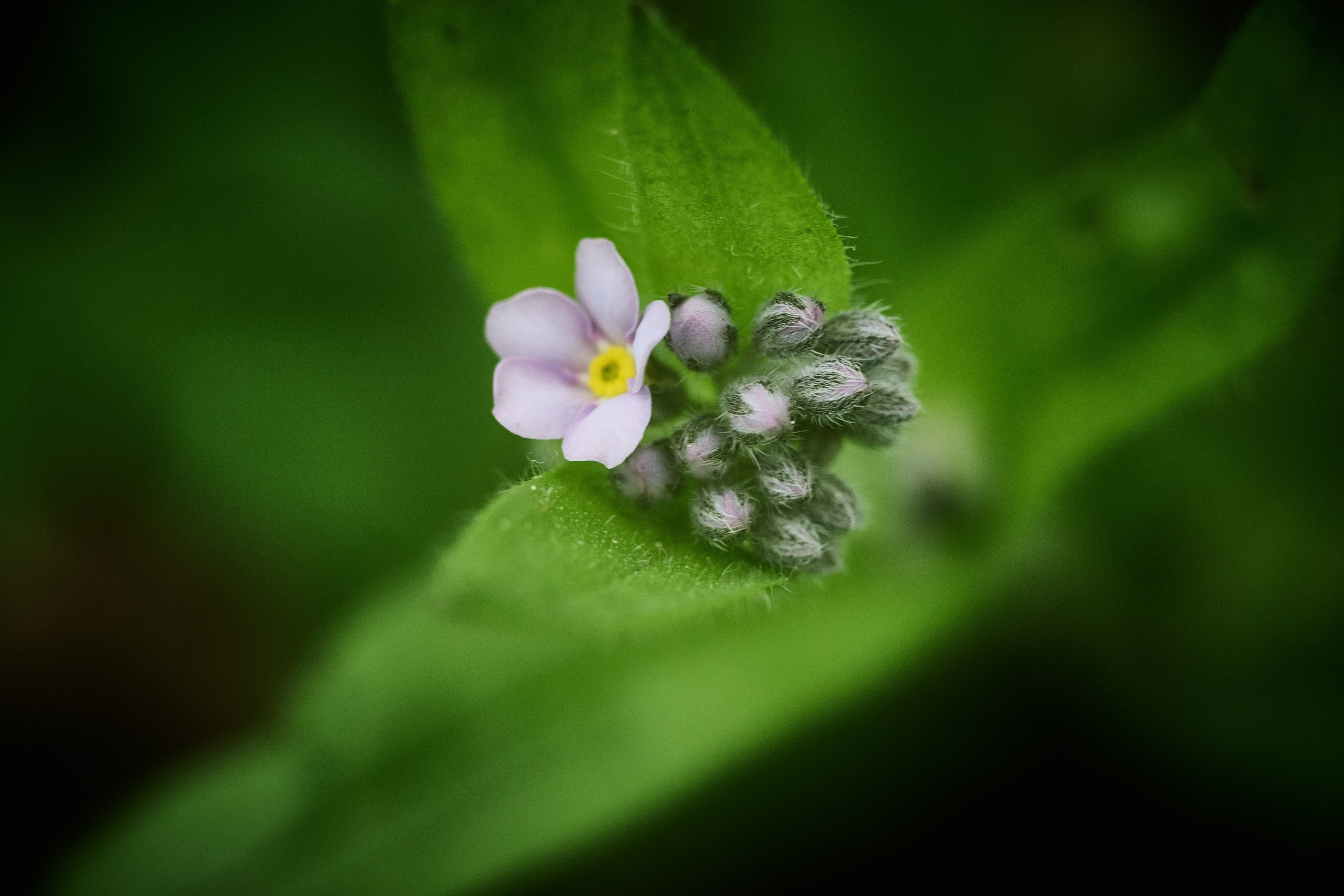 Интерьерные фотографии цветов. Фотограф Роман Адлер. 
