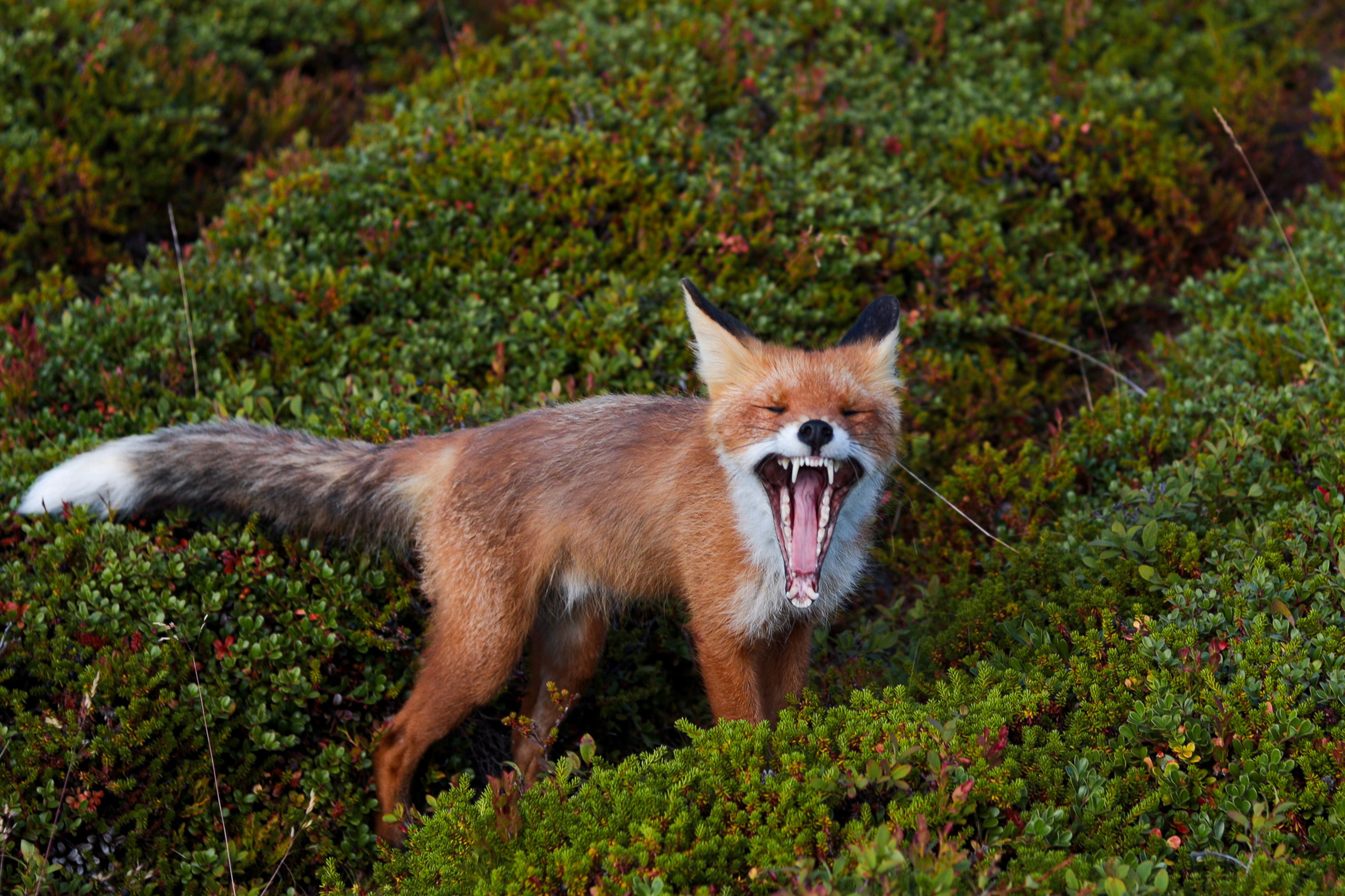 Соловецкие острова. Фотограф Манеев Богдан