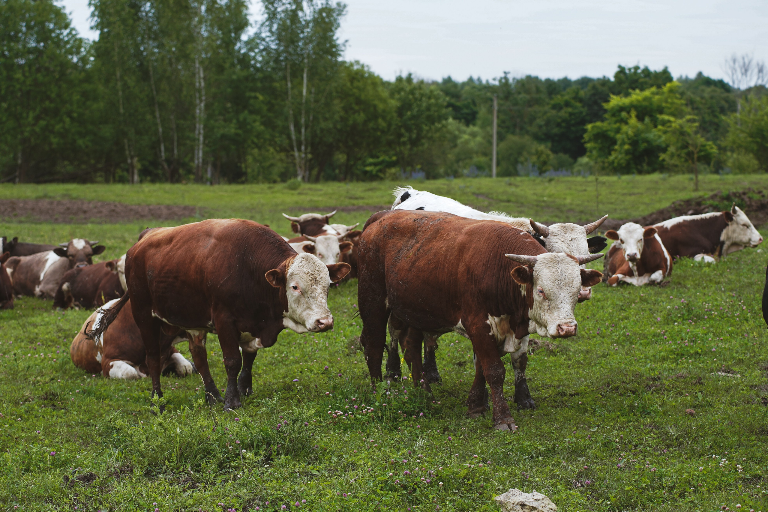MOTHER EARTH. Фотограф и визуальный художник в Туле / Николай Рейзвих