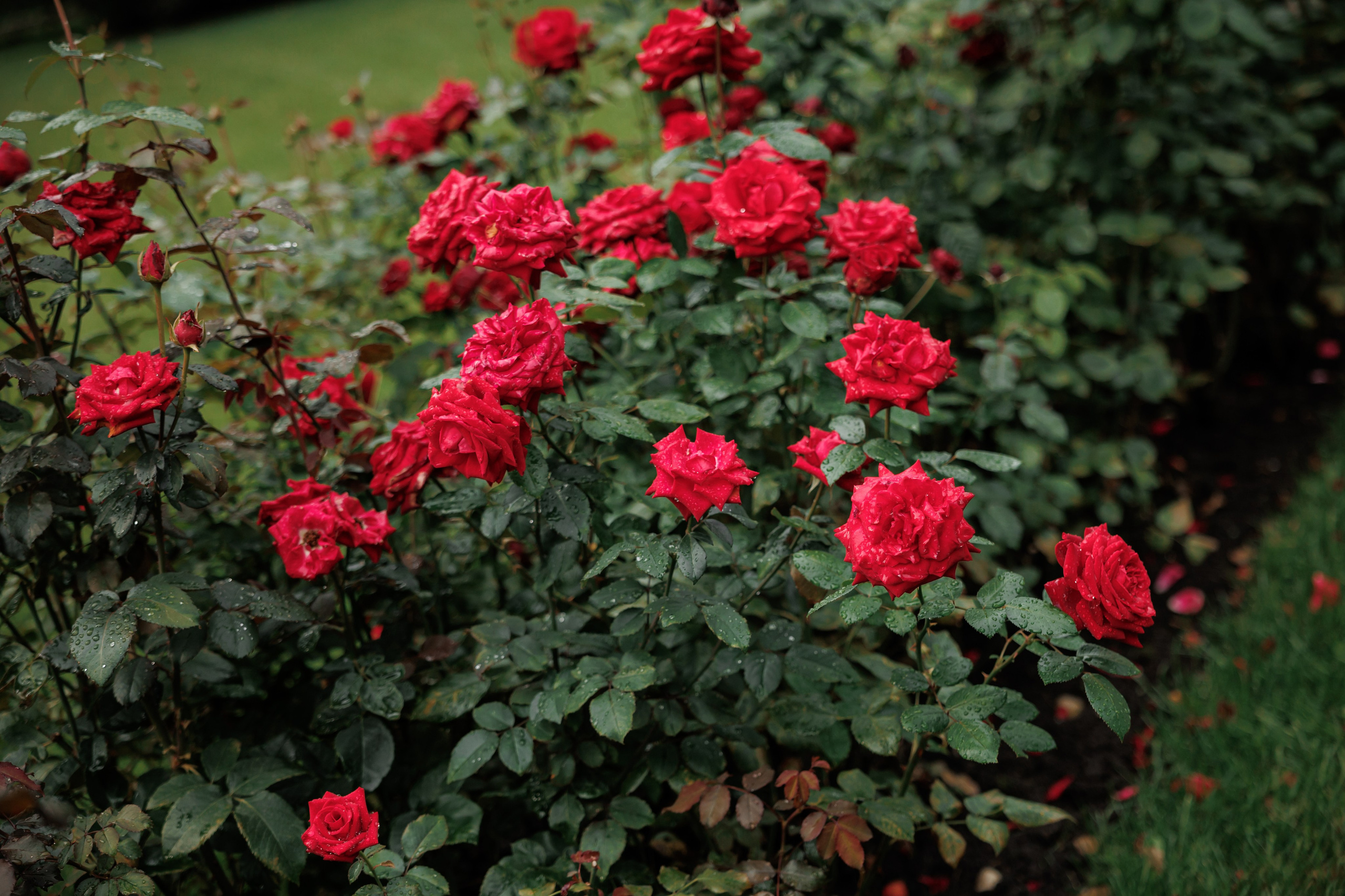 Фотосессия у Пушкинского музей. Свадебный и репортажный фотограф (Москва, Королев и другие)