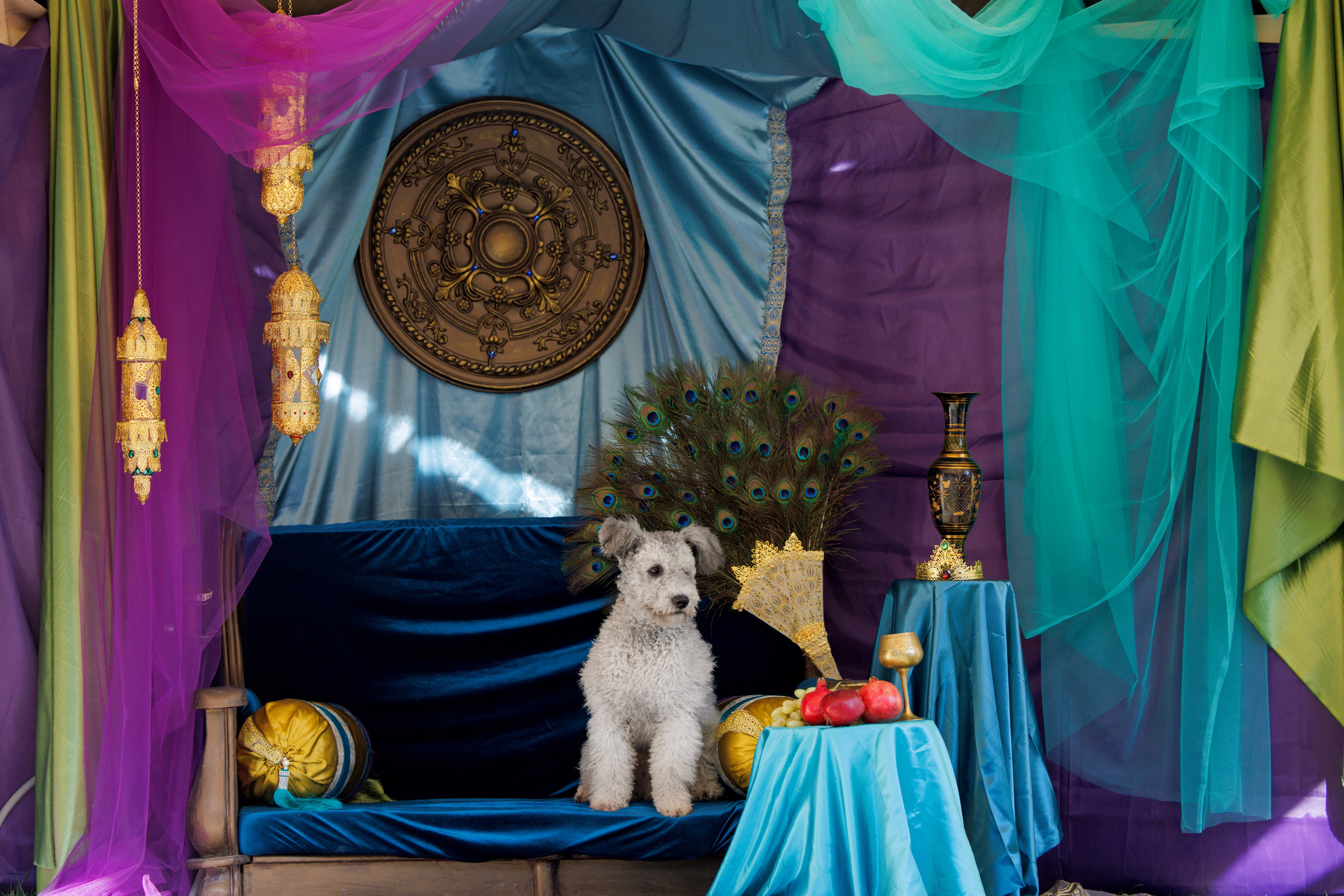 Ташкент 3хCACIB 3-5.10.2025. Фотограф-анималист Юлия Германика