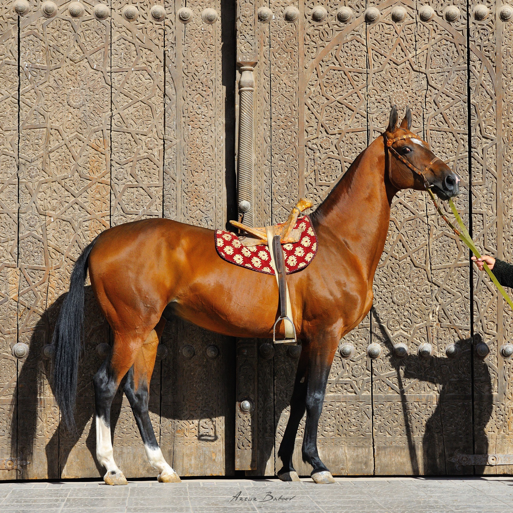 Gallery. Art photos of horses — ARTUR BABOEV | Photographer