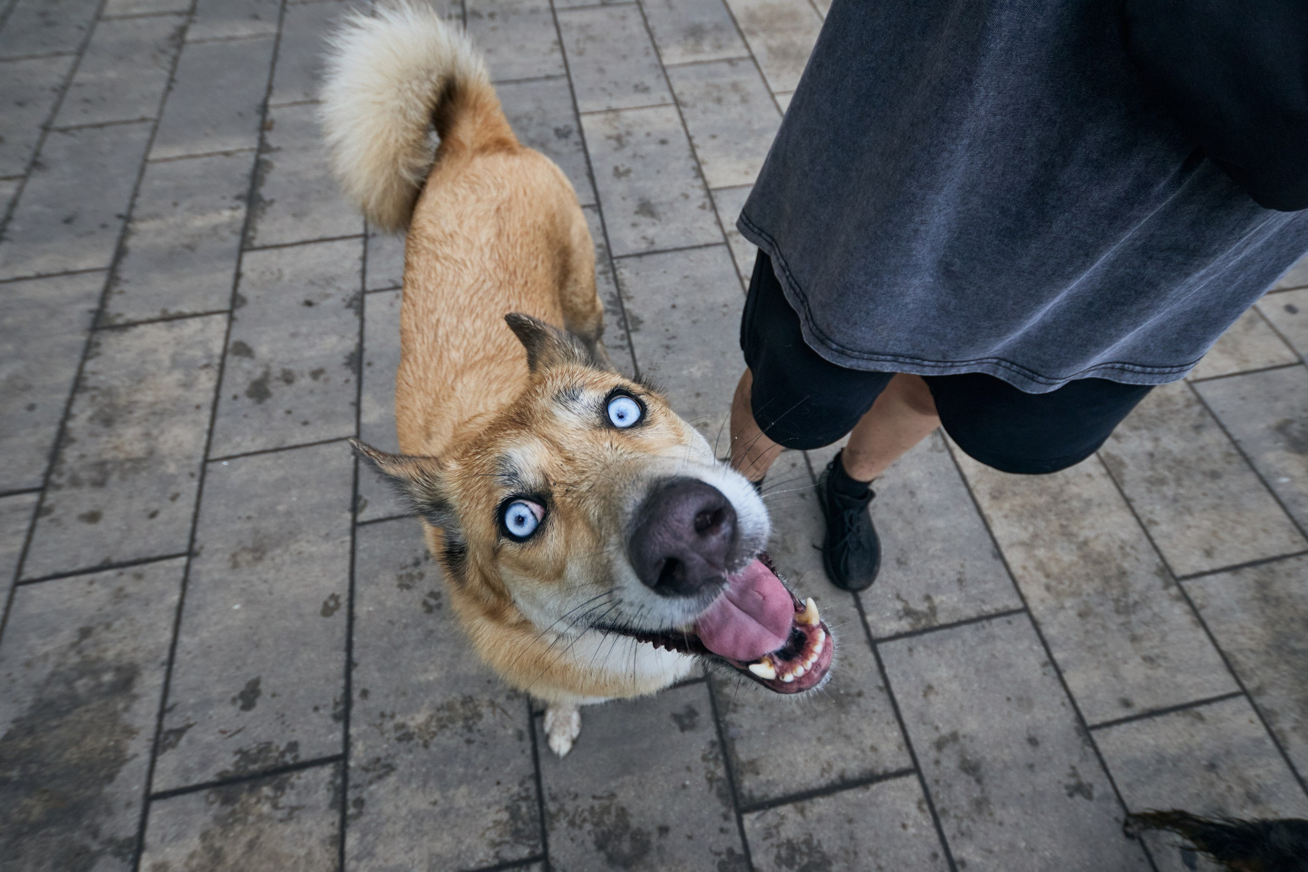 Четыре Лапы. Свадебный и репортажный фотограф Дмитрий Кононенко