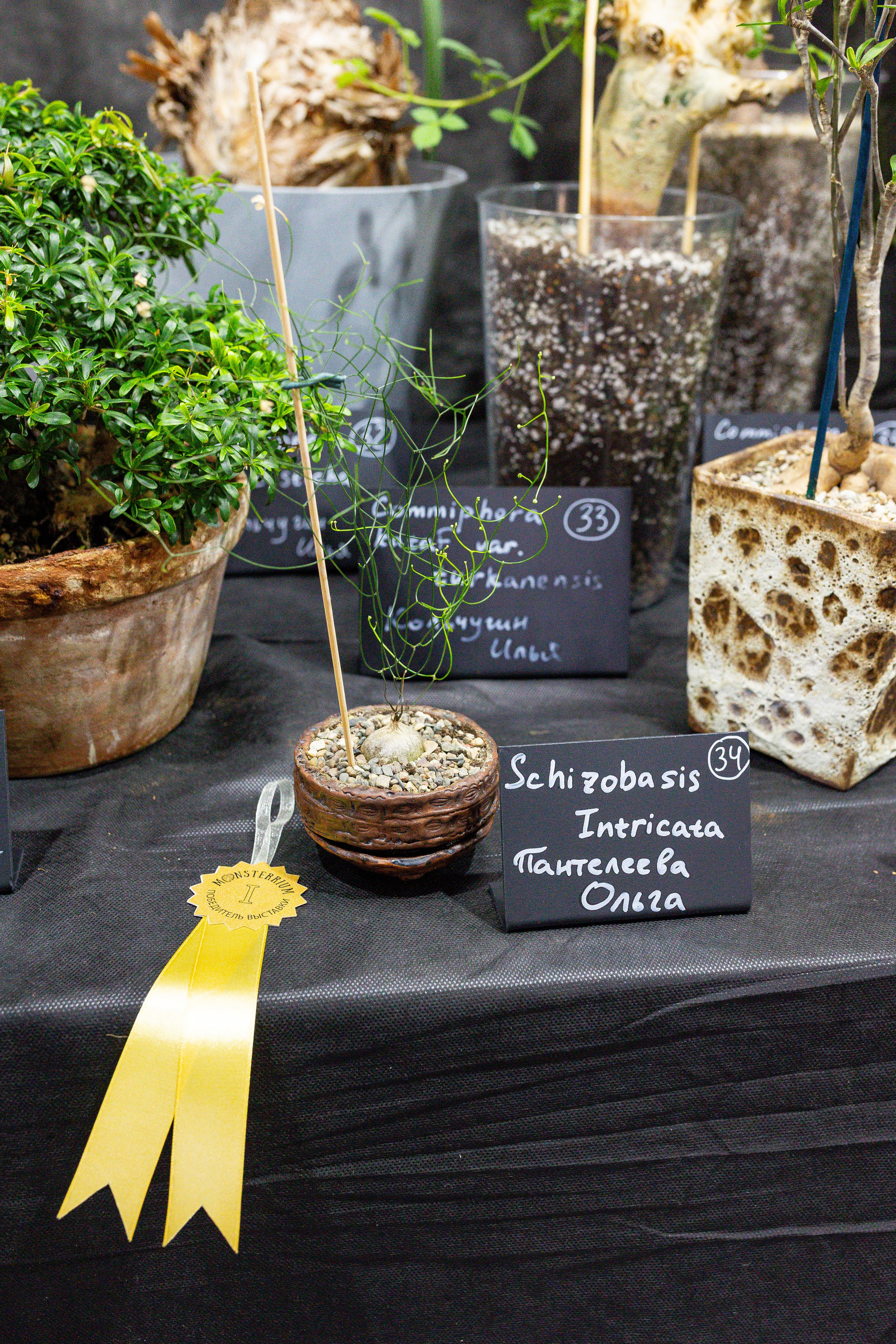 Монстериум апрель 2025. Александра Куликова фотограф, Москва