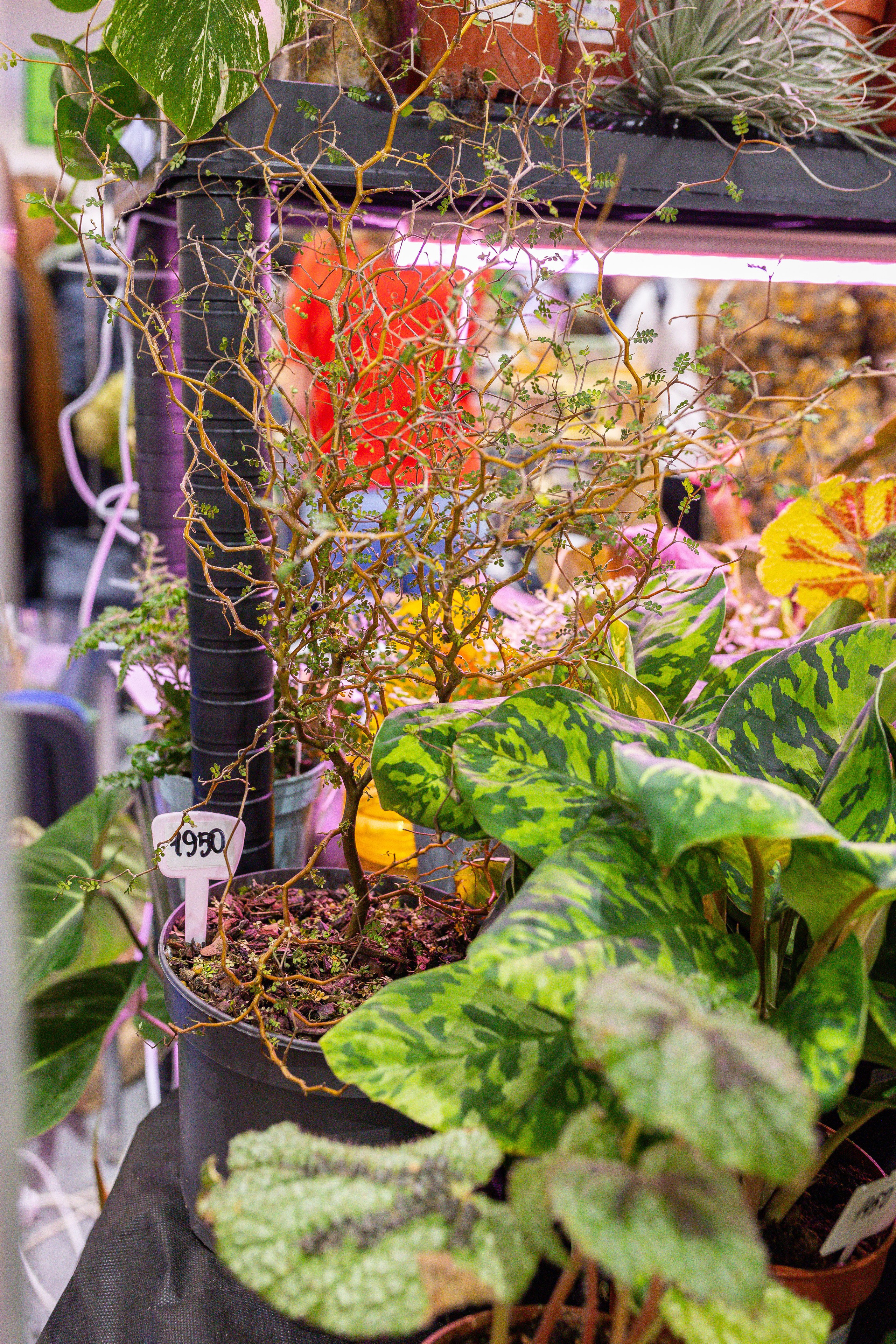 Монстериум 11–12 октября. Александра Куликова фотограф, Москва