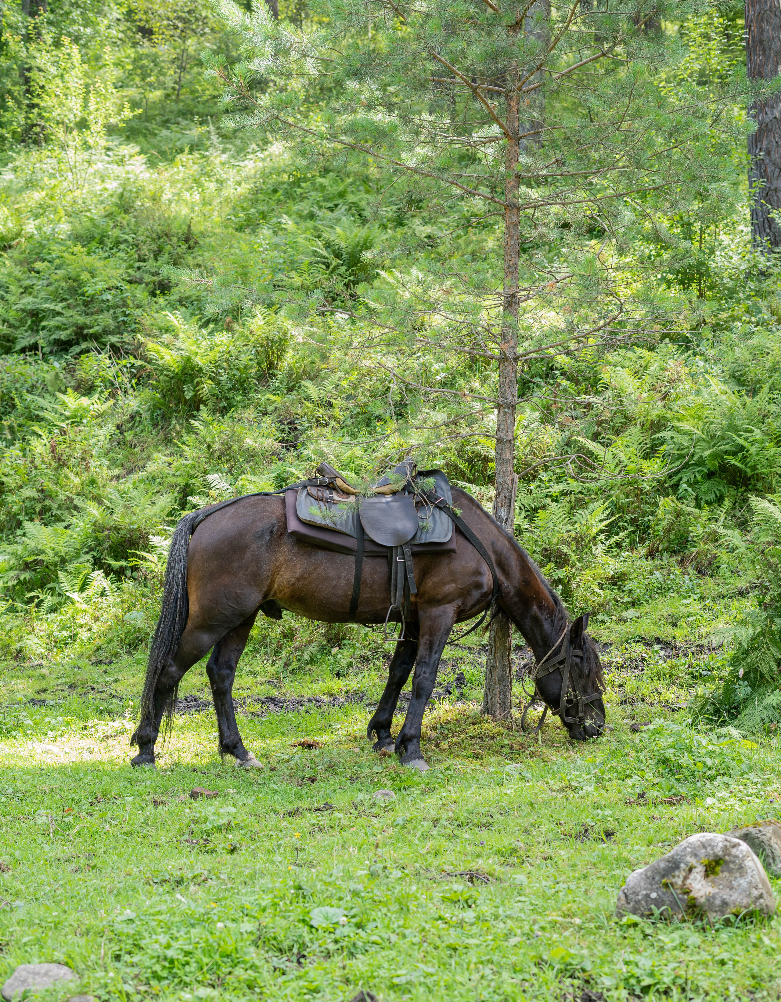 Фотосессия на природе Новосибирск Краснообск