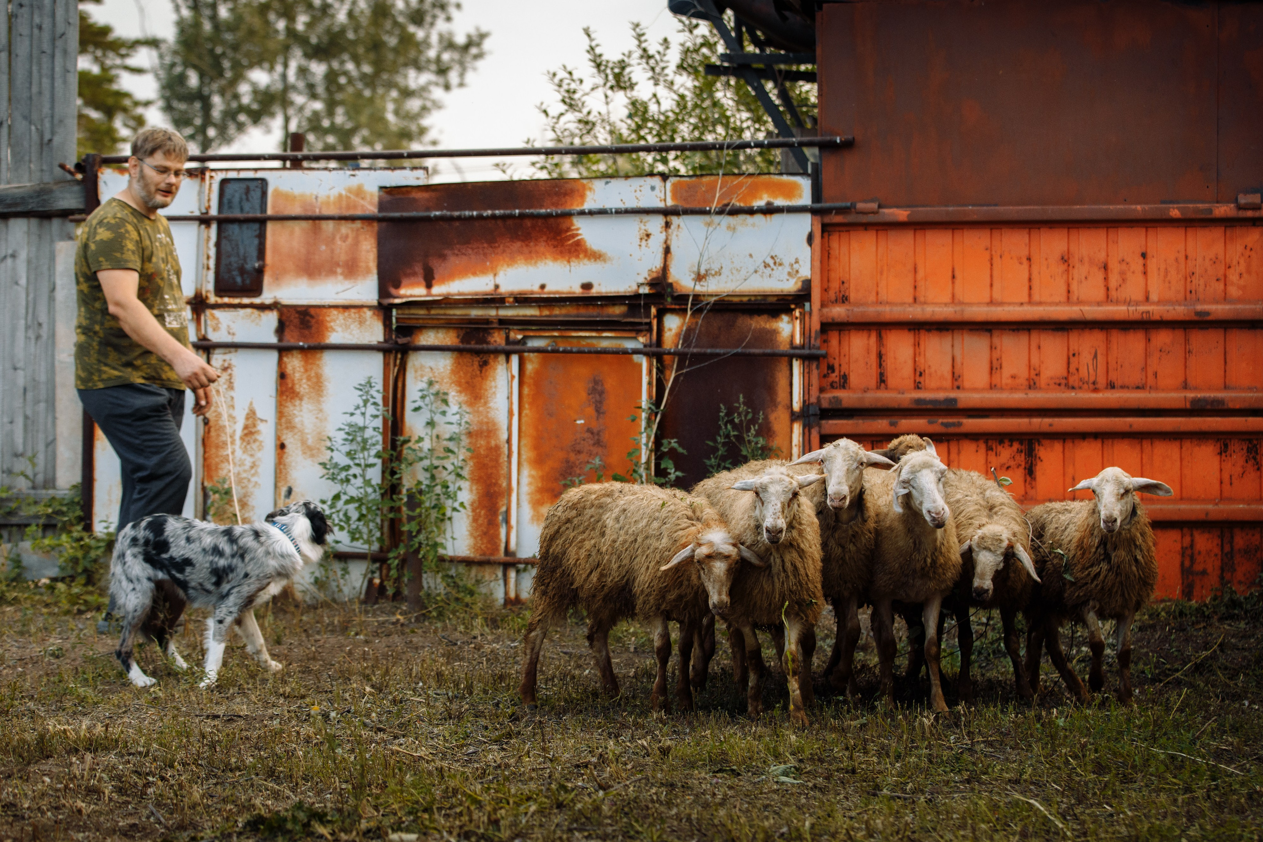 Овечий день. О нас