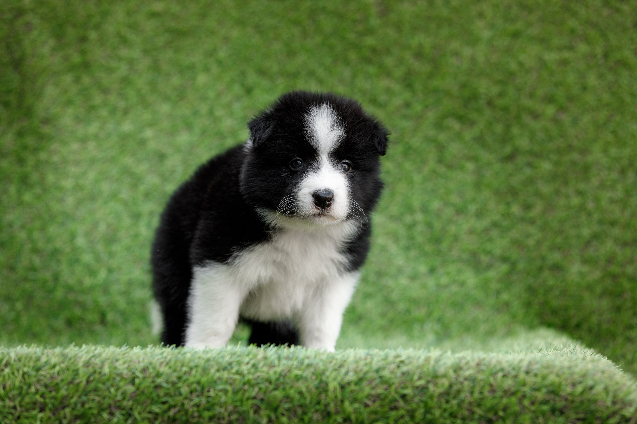 Смешарики. О нас