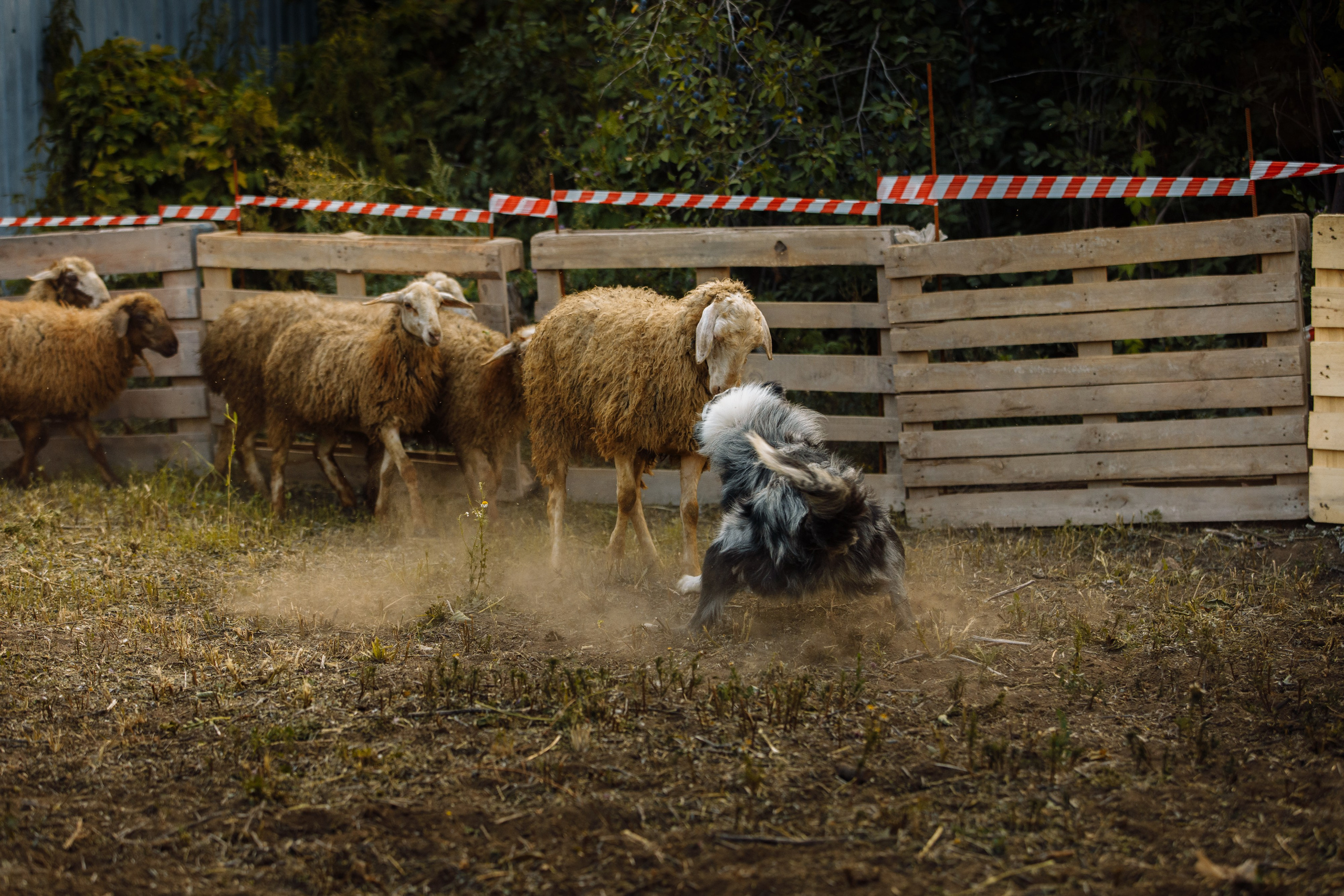 Овечий день. О нас