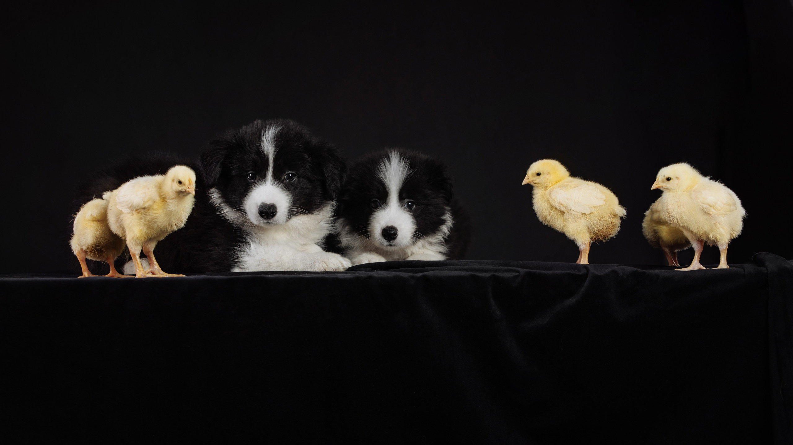 С цыпами. О нас