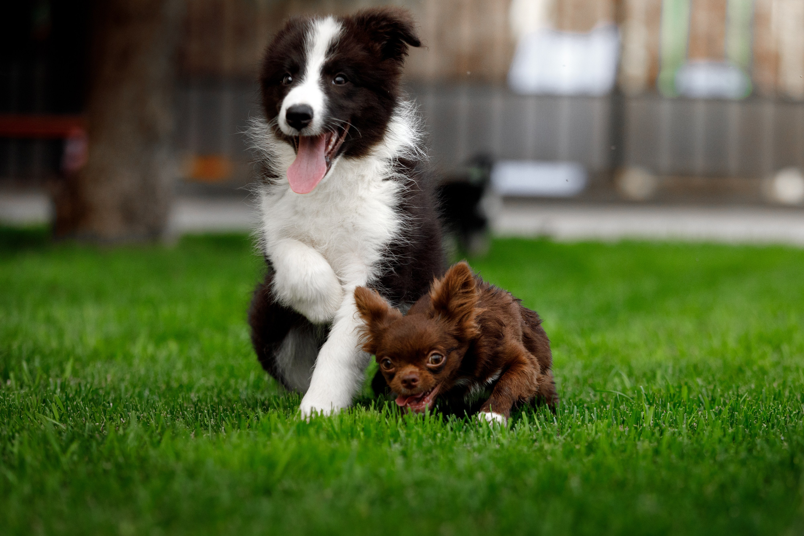 Болтовня в саду. О нас