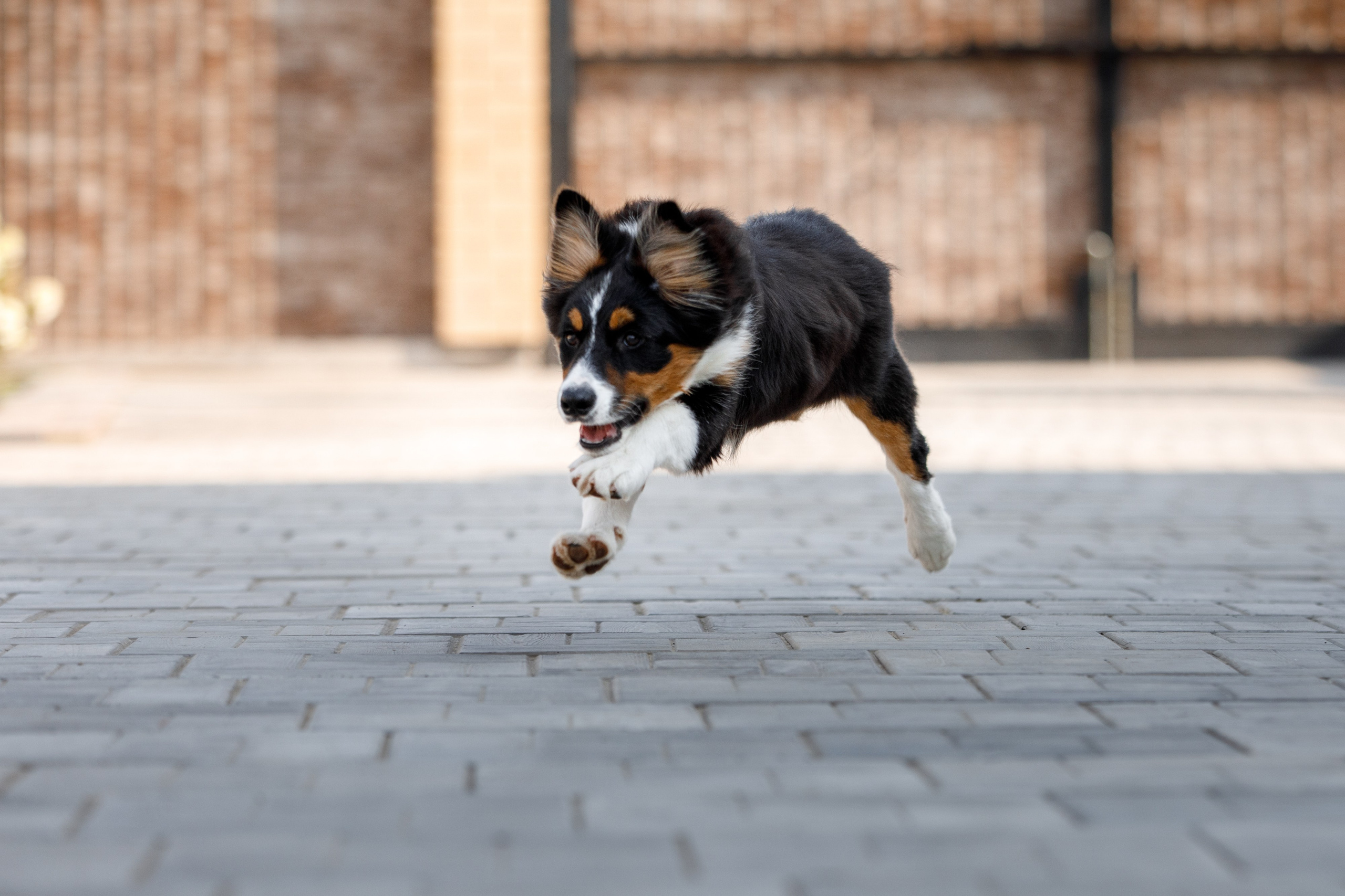 Смешарики. О нас