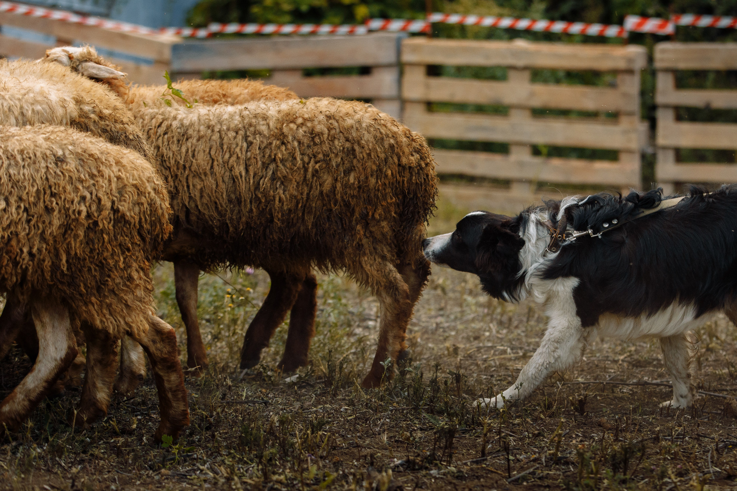 Овечий день. О нас