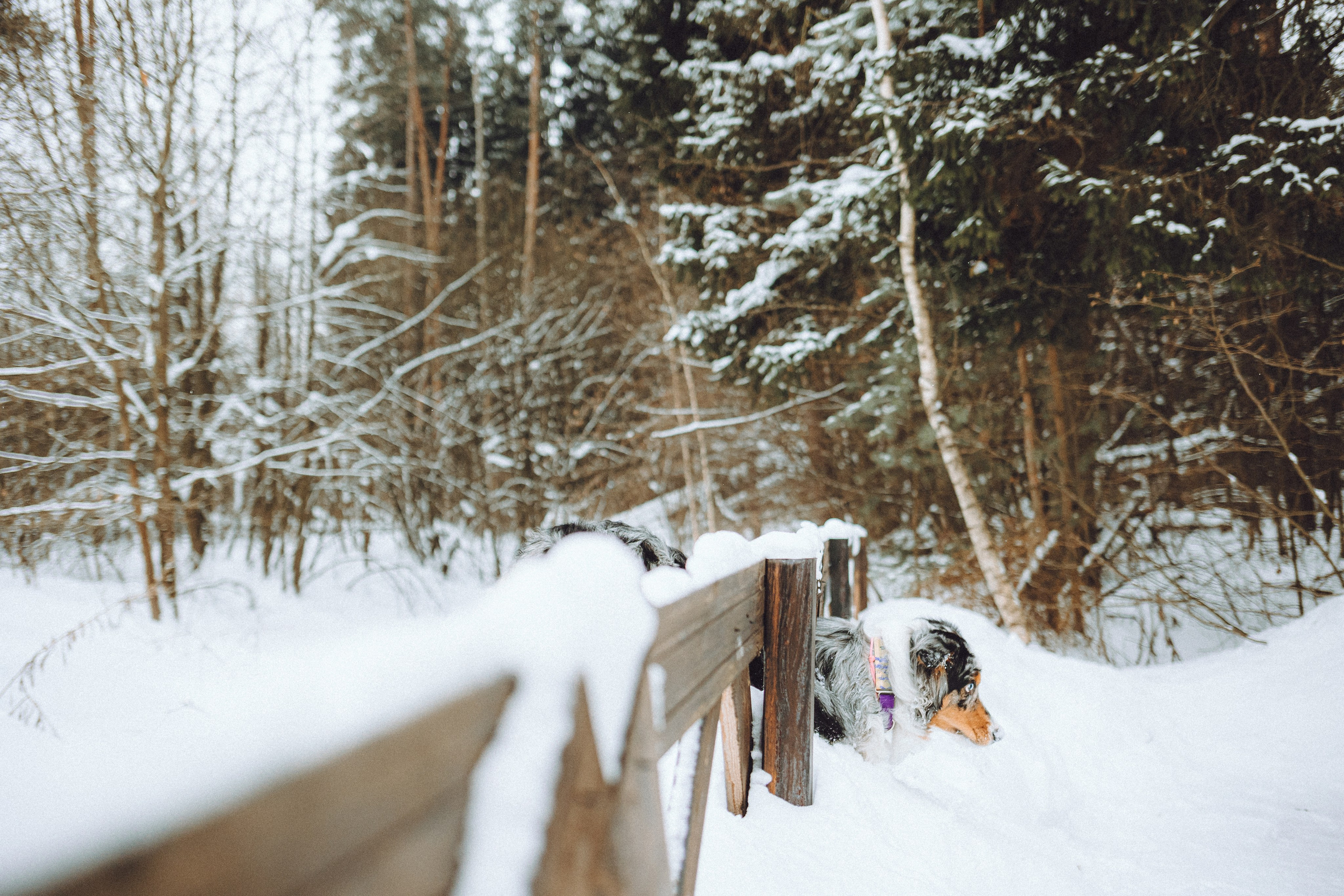 Фаня и ее семья