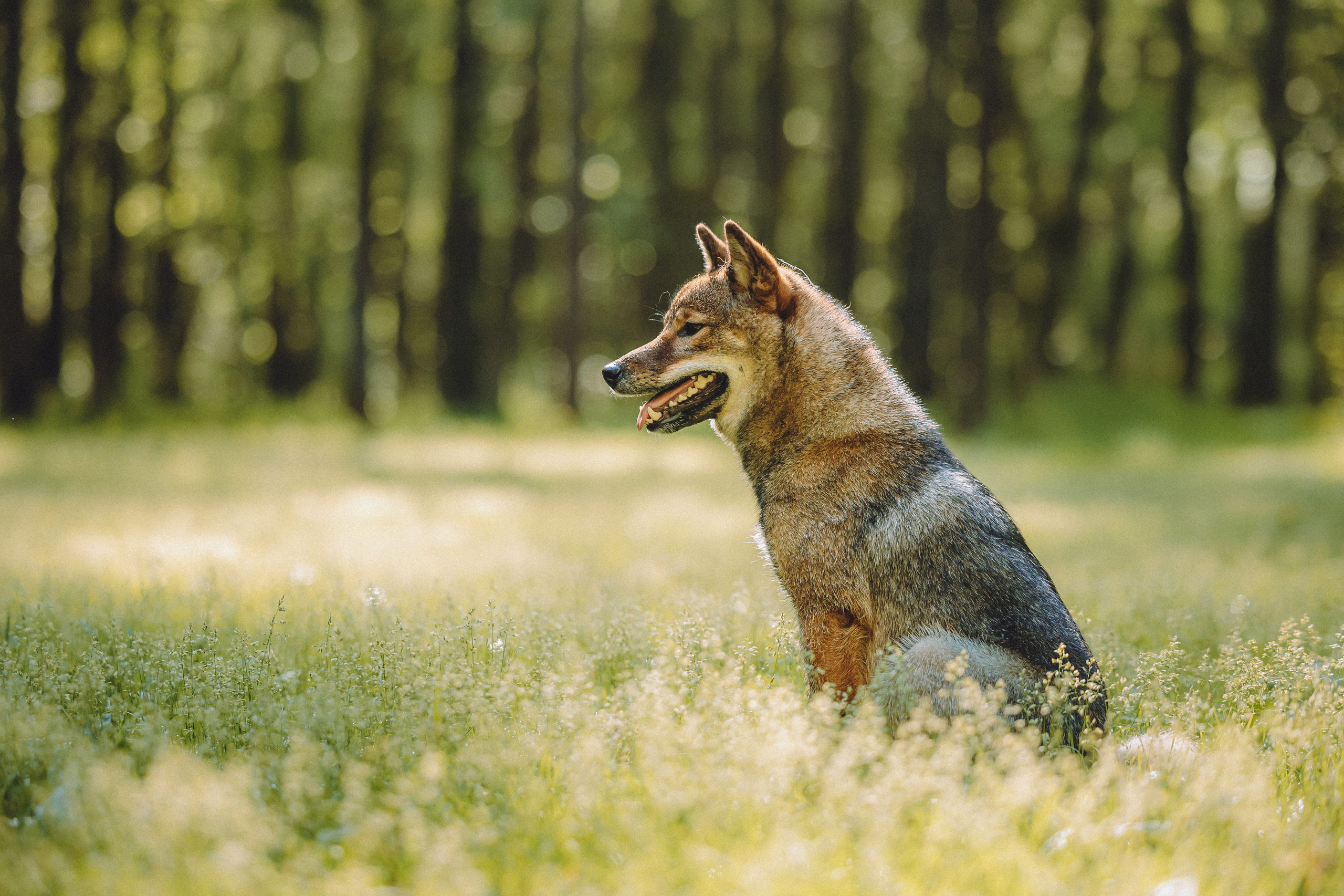 Шед, Цири, Чиби, Цера и их семья