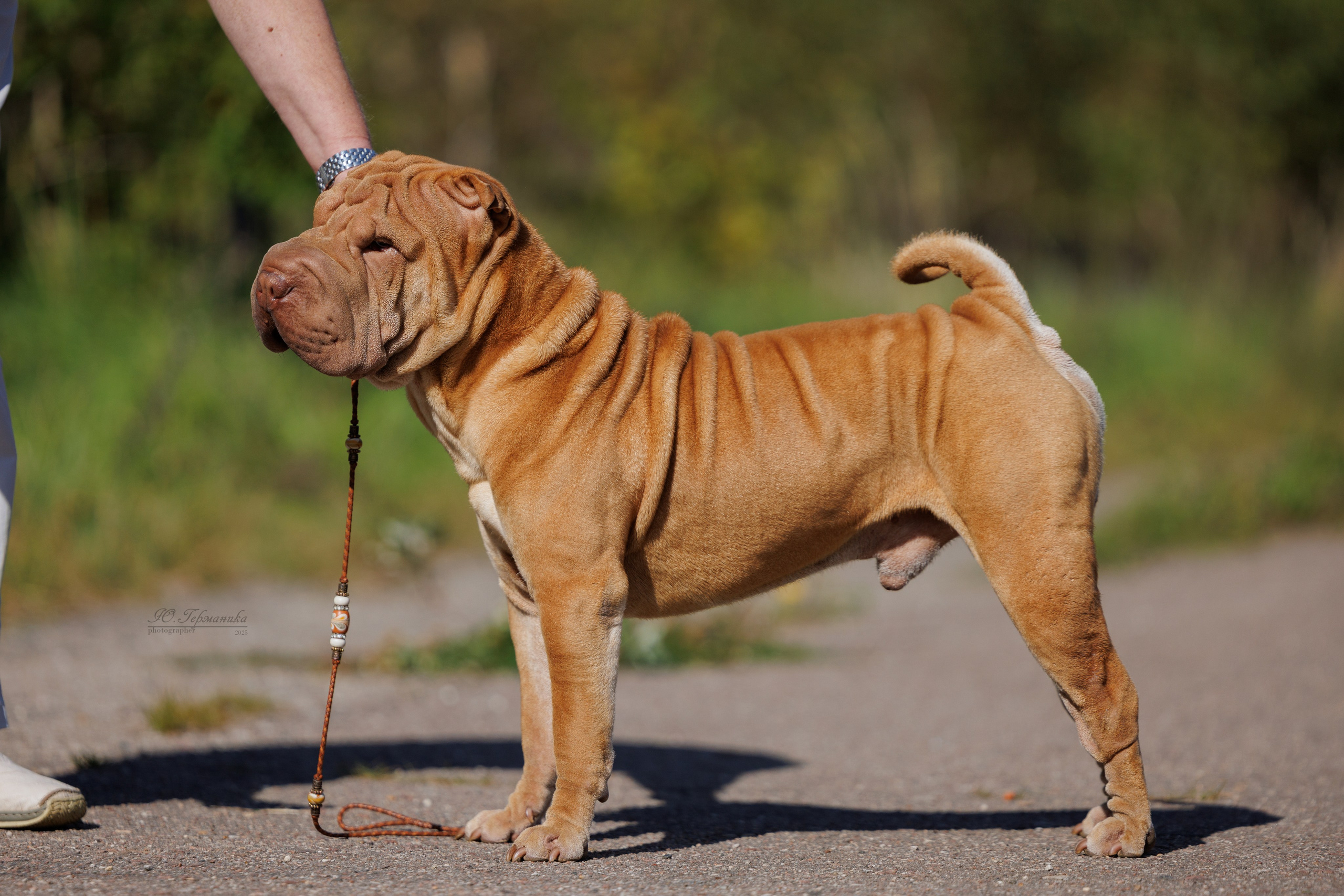 Зеленоград 13.09.2025. Фотограф-анималист Юлия Германика