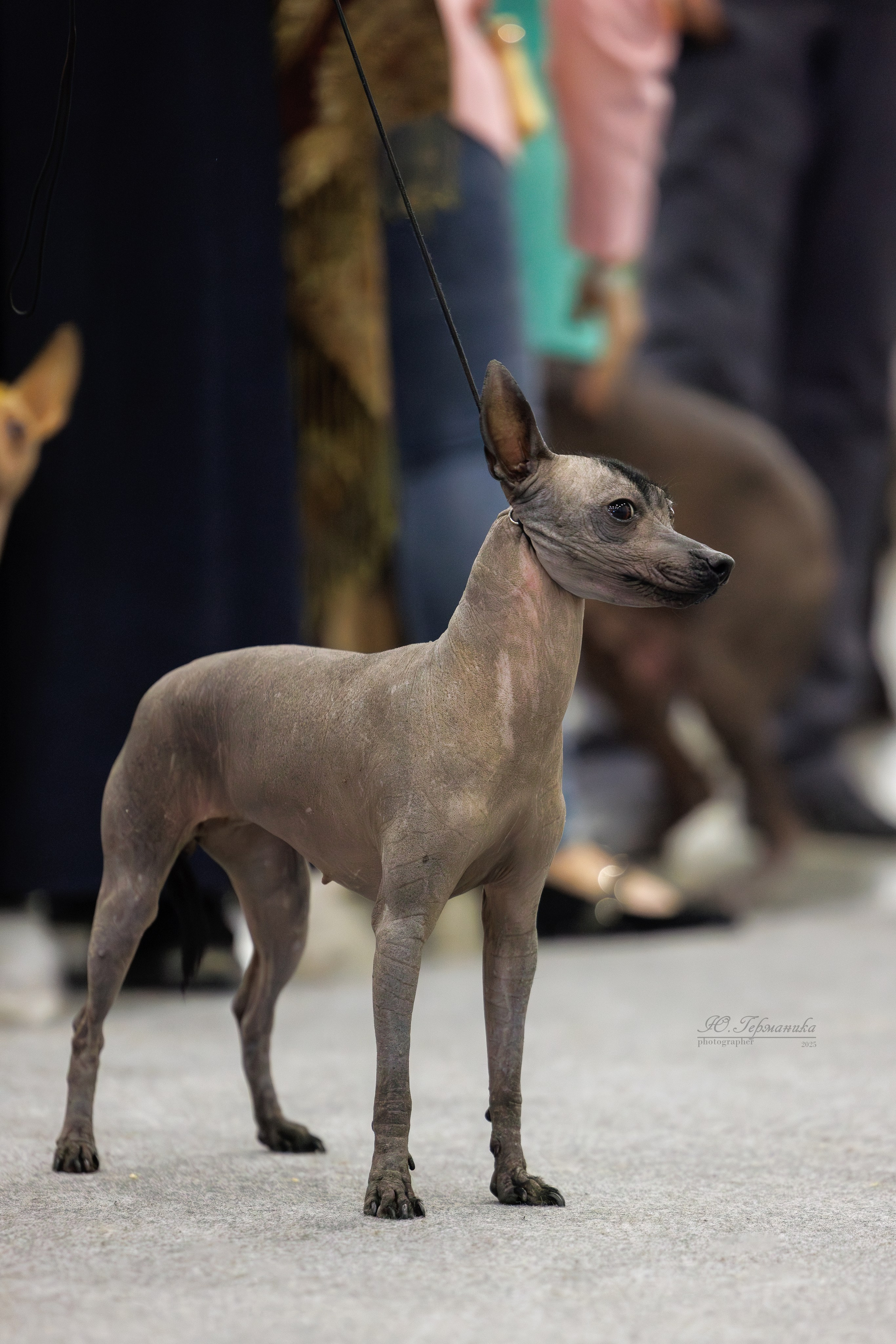 Питер 12-13.12.2025. Фотограф-анималист Юлия Германика