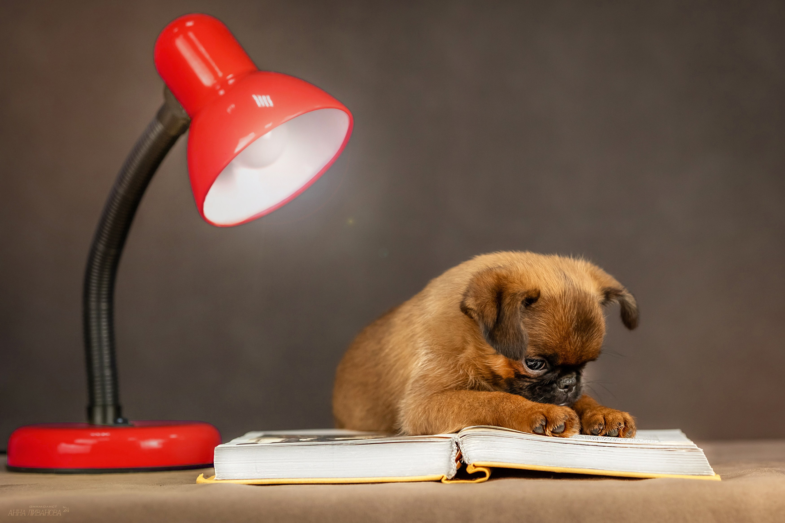 Гриффончики. Фотограф анималист Аня Ливанова | Рыбинск