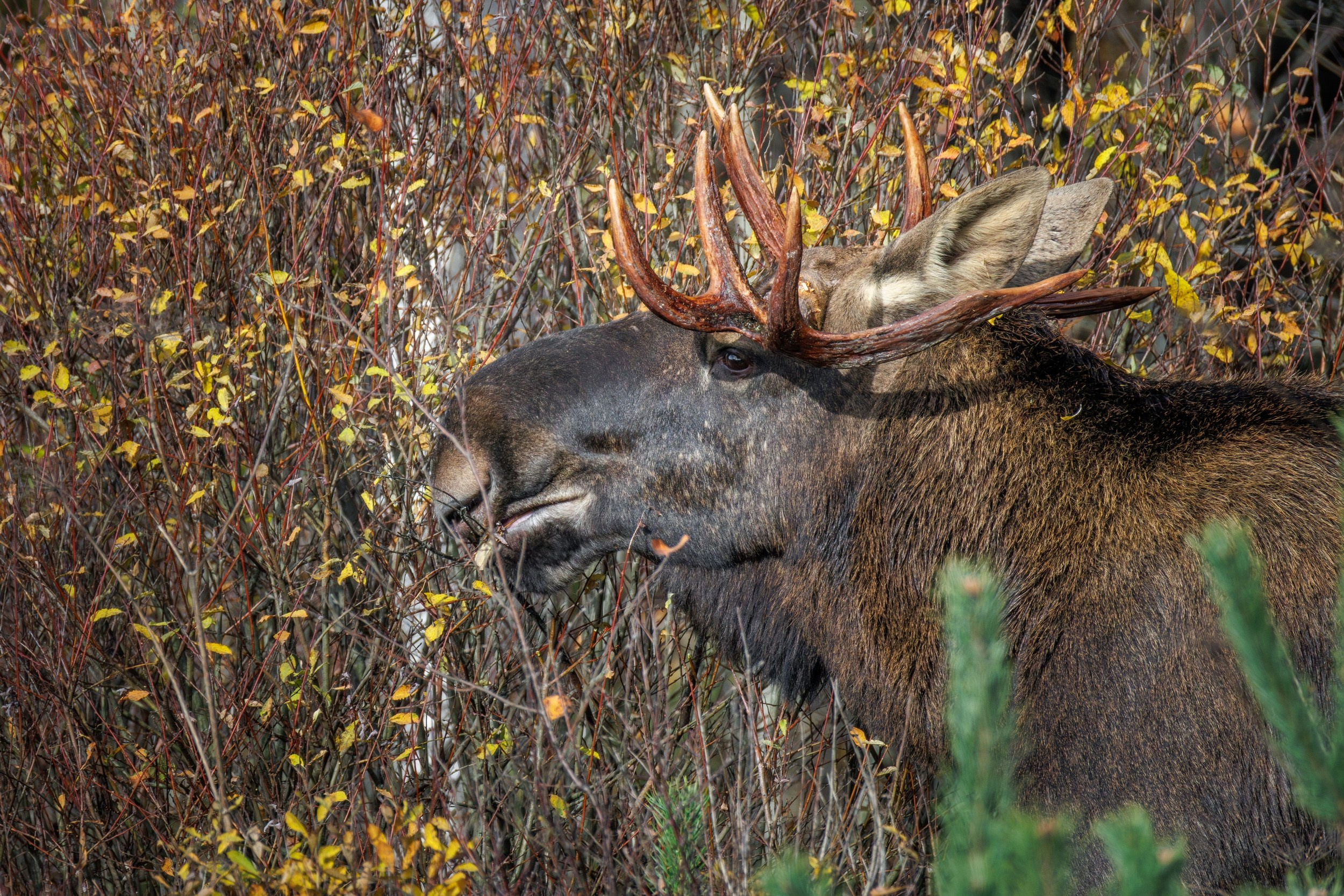 Лось в осеннем лесу, вокруг жёлтые и красные листья.