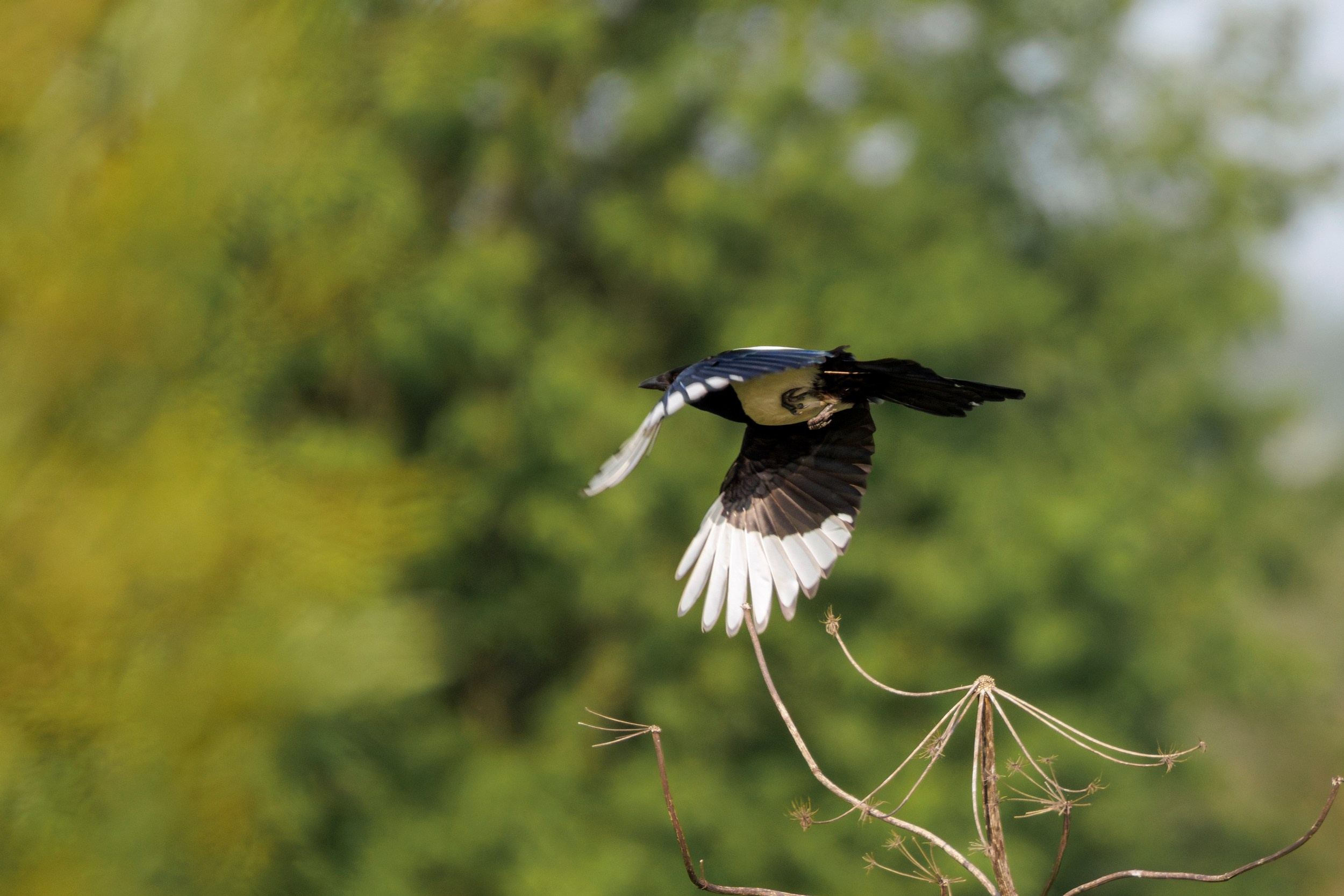 Фотографируем сороку в полете