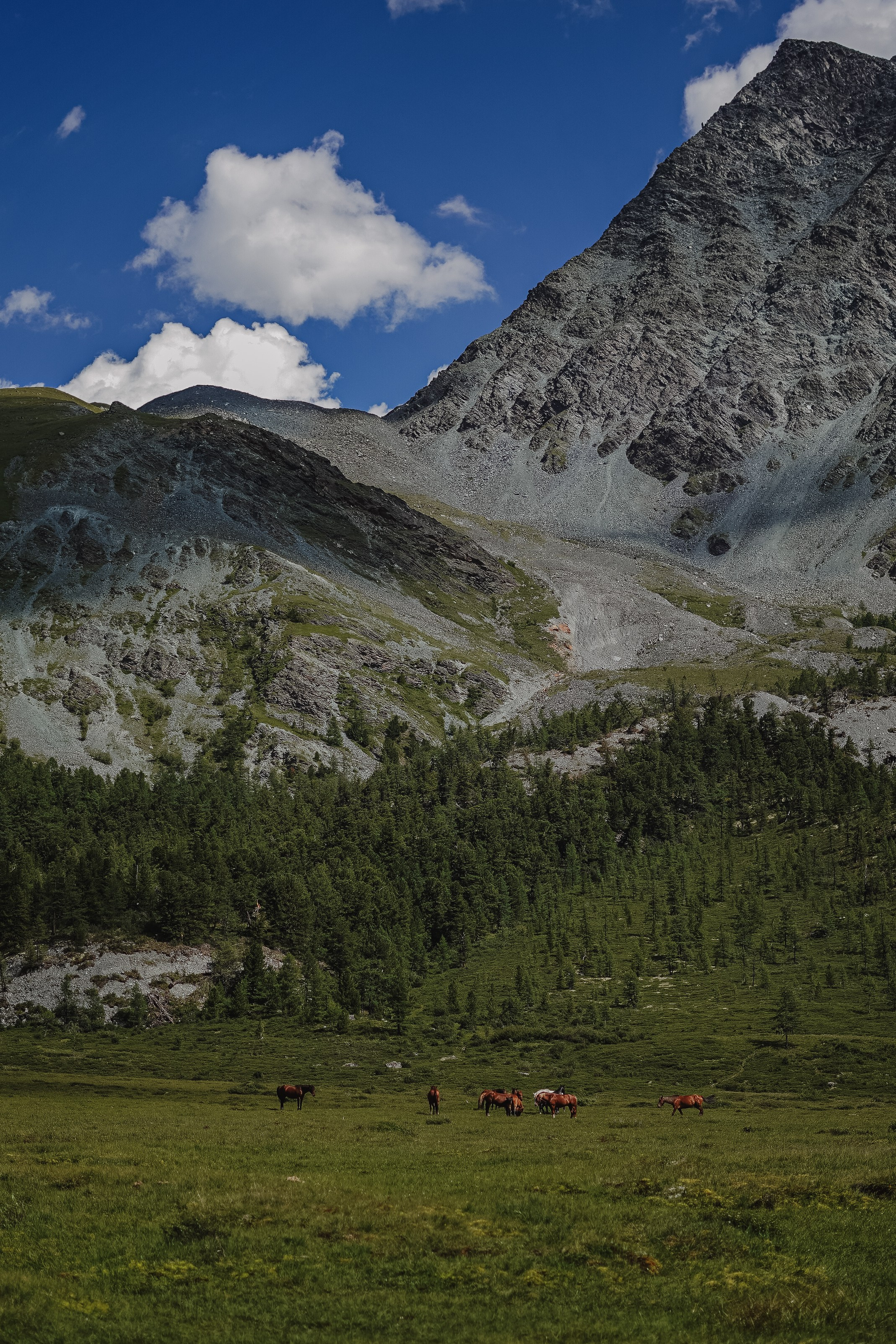 Алтай, поход к Белухе 2023. Фотограф Ольга Пучкова