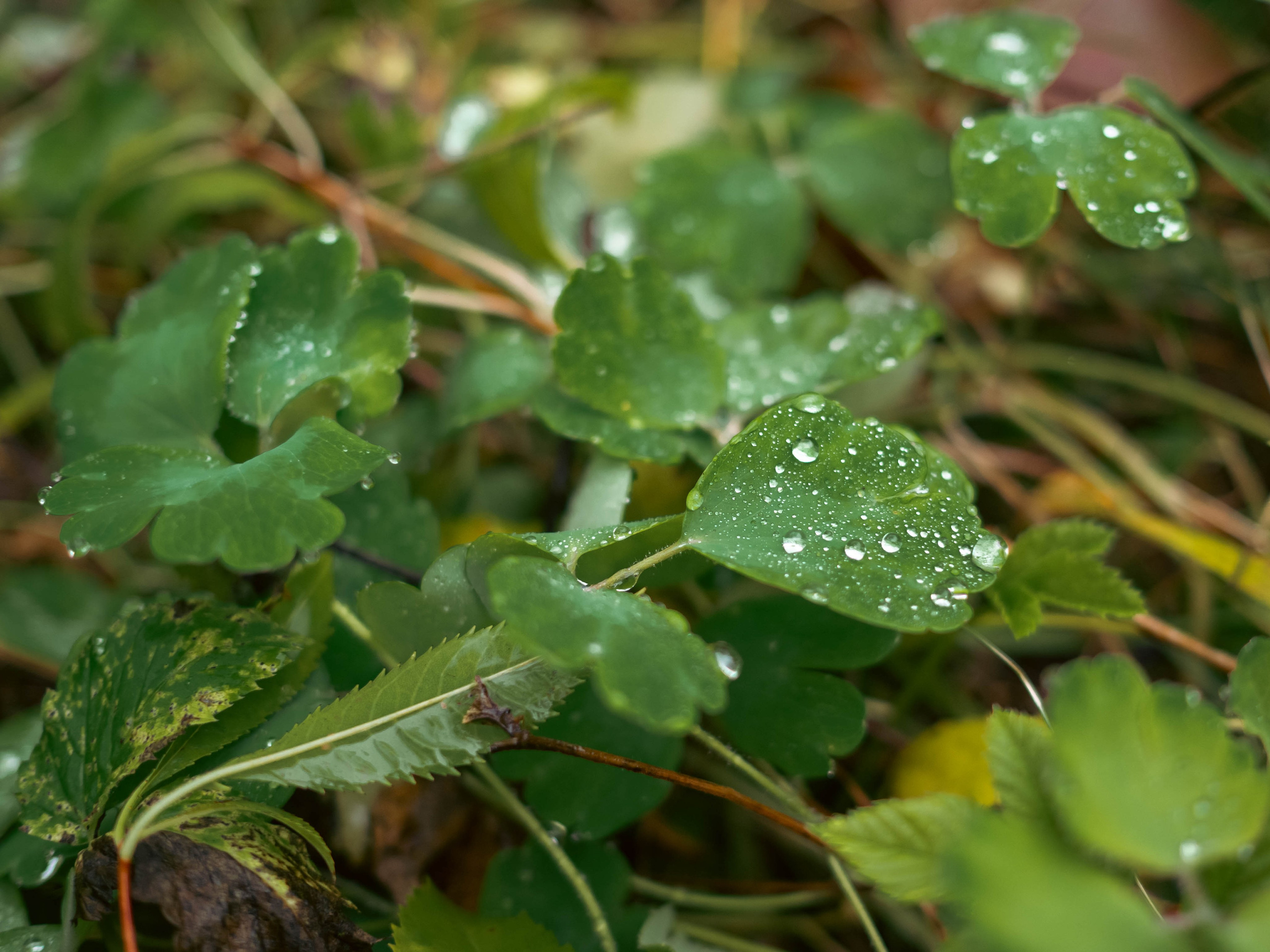 20230916 Дача. Дмитрий Ремизов. Фотография, как хобби