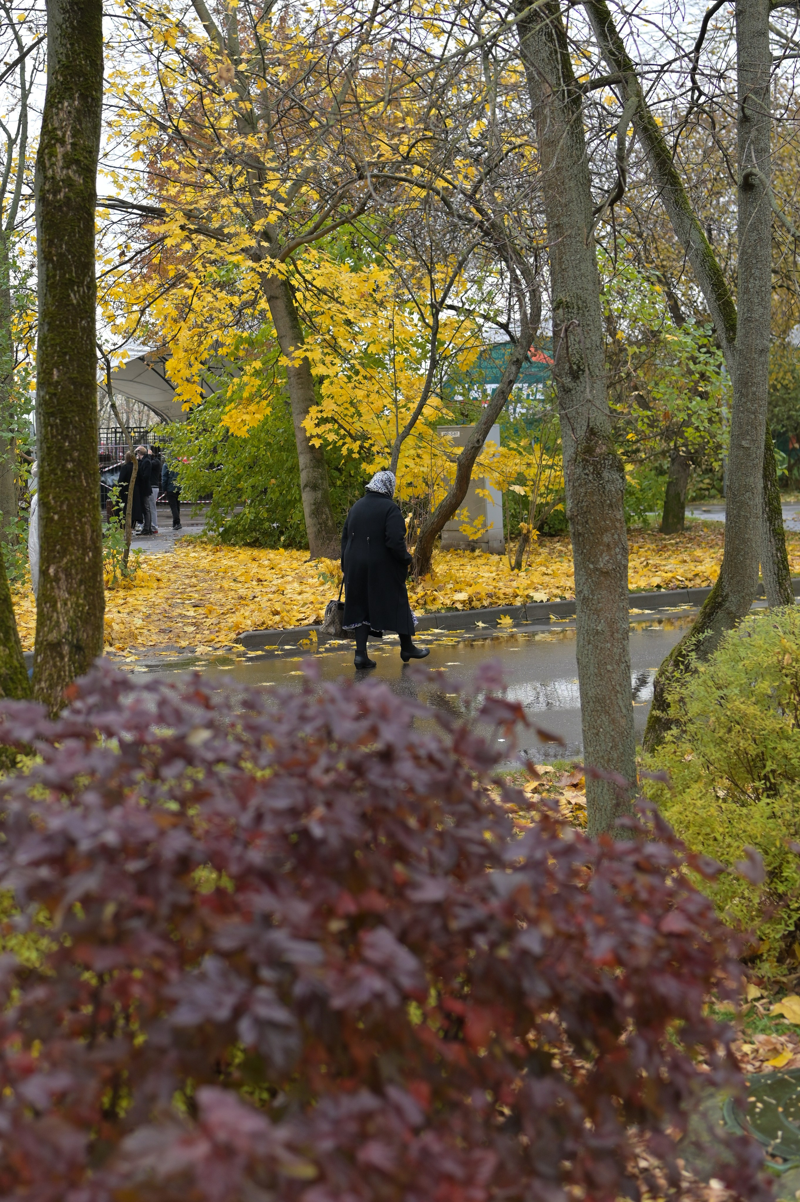 20241026 Сокольники. Дмитрий Ремизов. Фотография, как хобби
