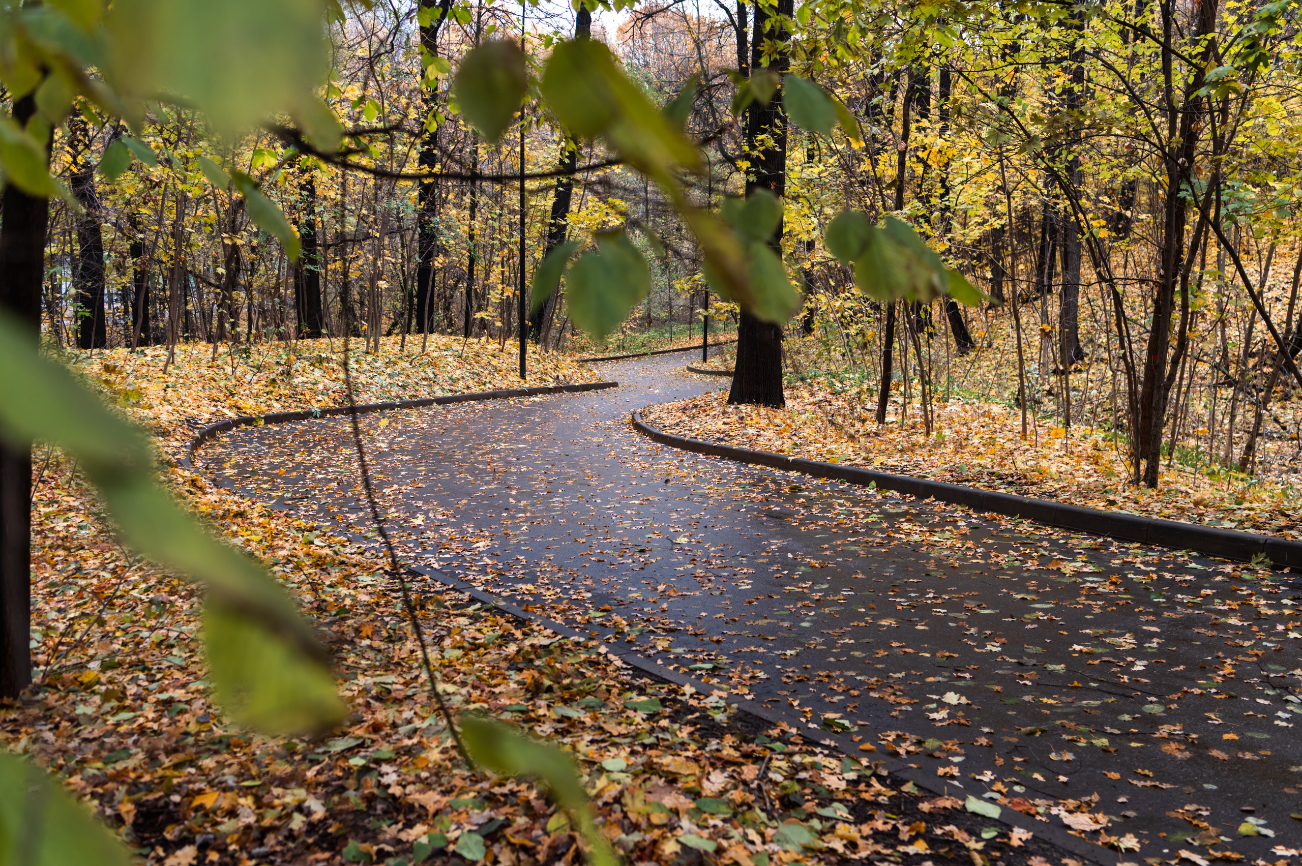 20231031 Нескучный сад. Дмитрий Ремизов. Фотография, как хобби