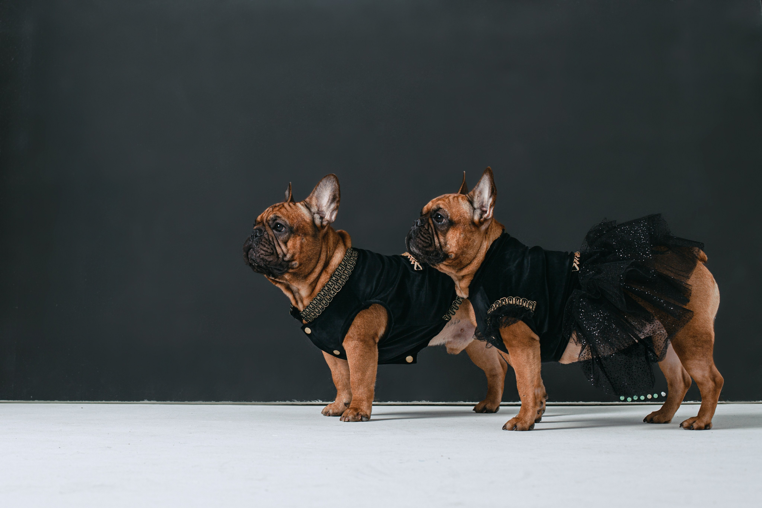 Пижамная вечеринка французских бульдогов и их хозяев. Фотограф-анималист Татьяна Степанова